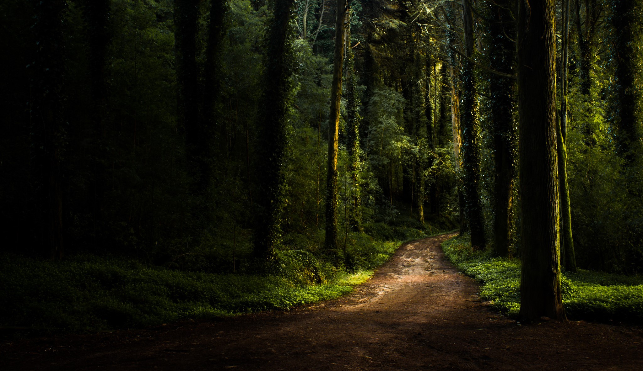 A dirt path winds through a dark, green forest with tall trees. HD Wallpaper