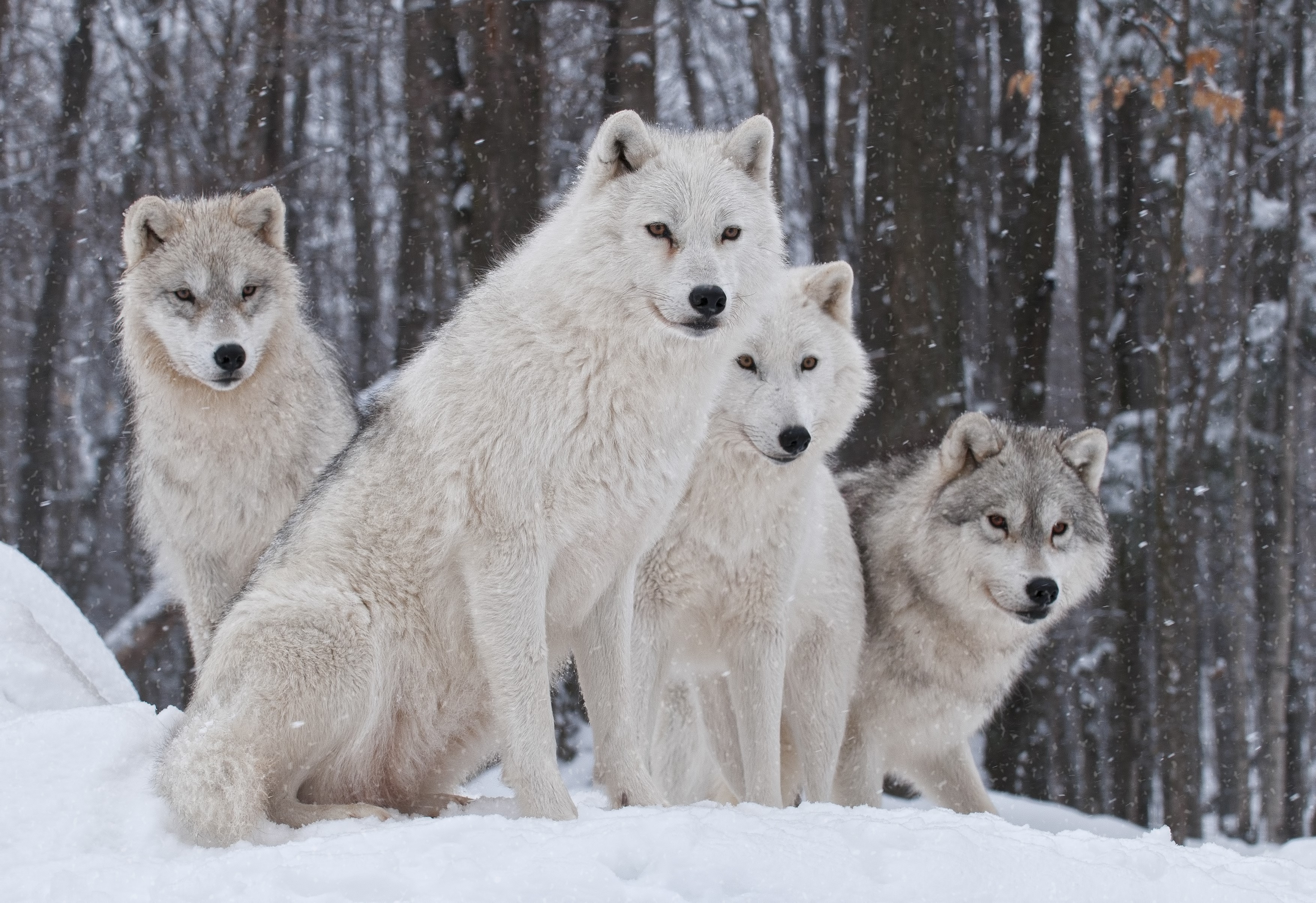 Four arctic wolves in a snowy forest HD Wallpaper