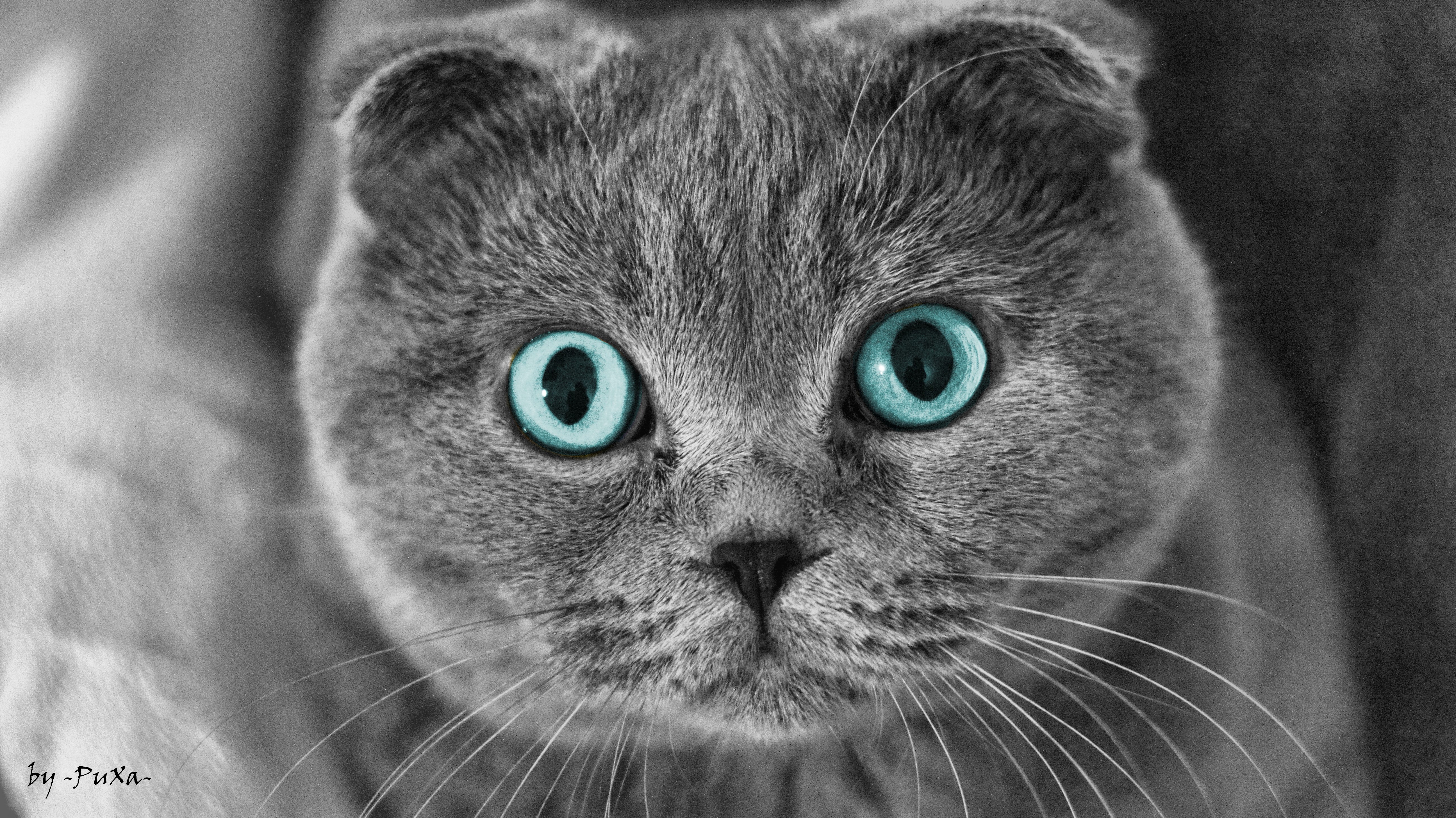 Close-up of a grey Scottish Fold cat with blue eyes HD Wallpaper