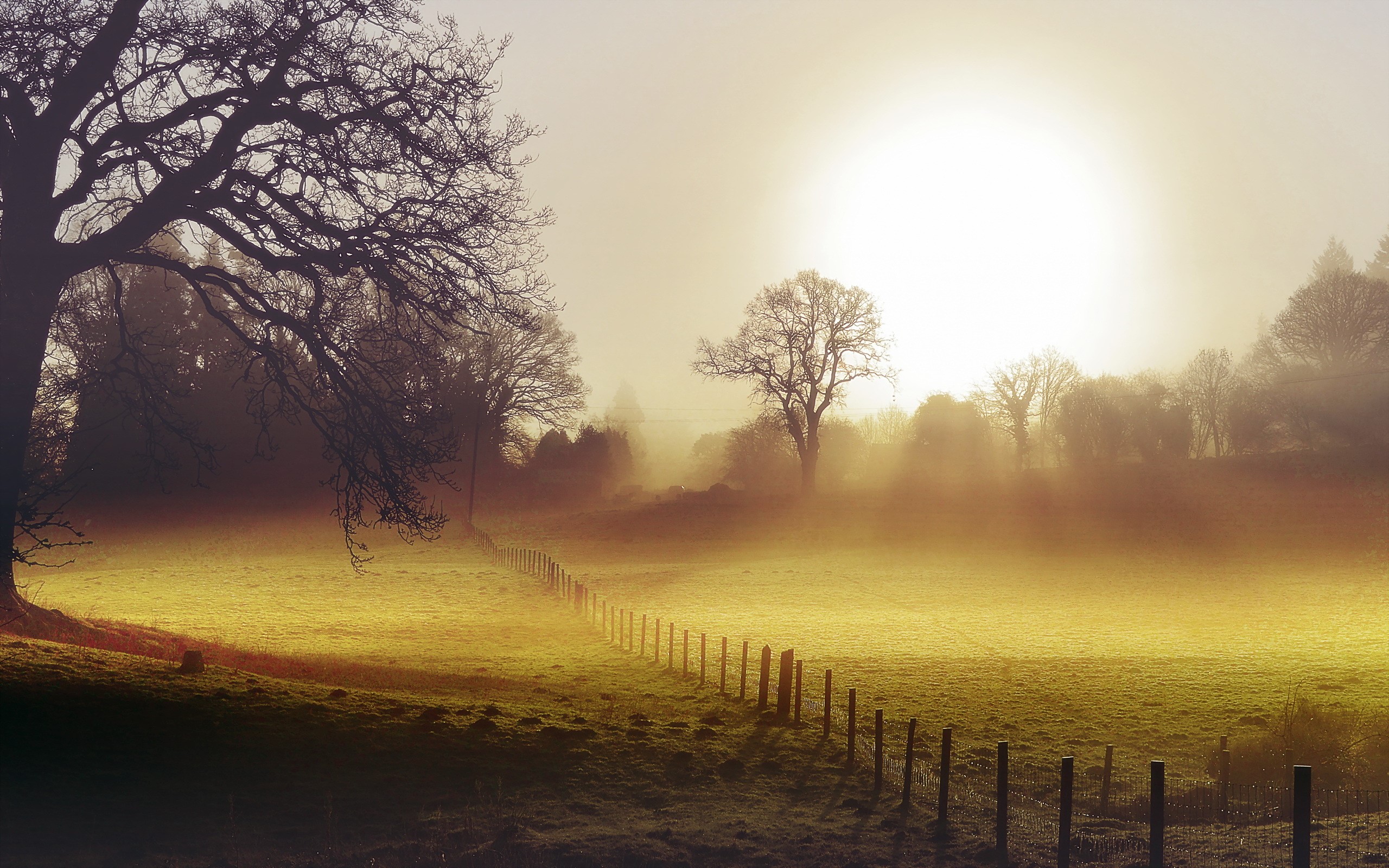 Misty field with fence and trees at sunrise HD Wallpaper