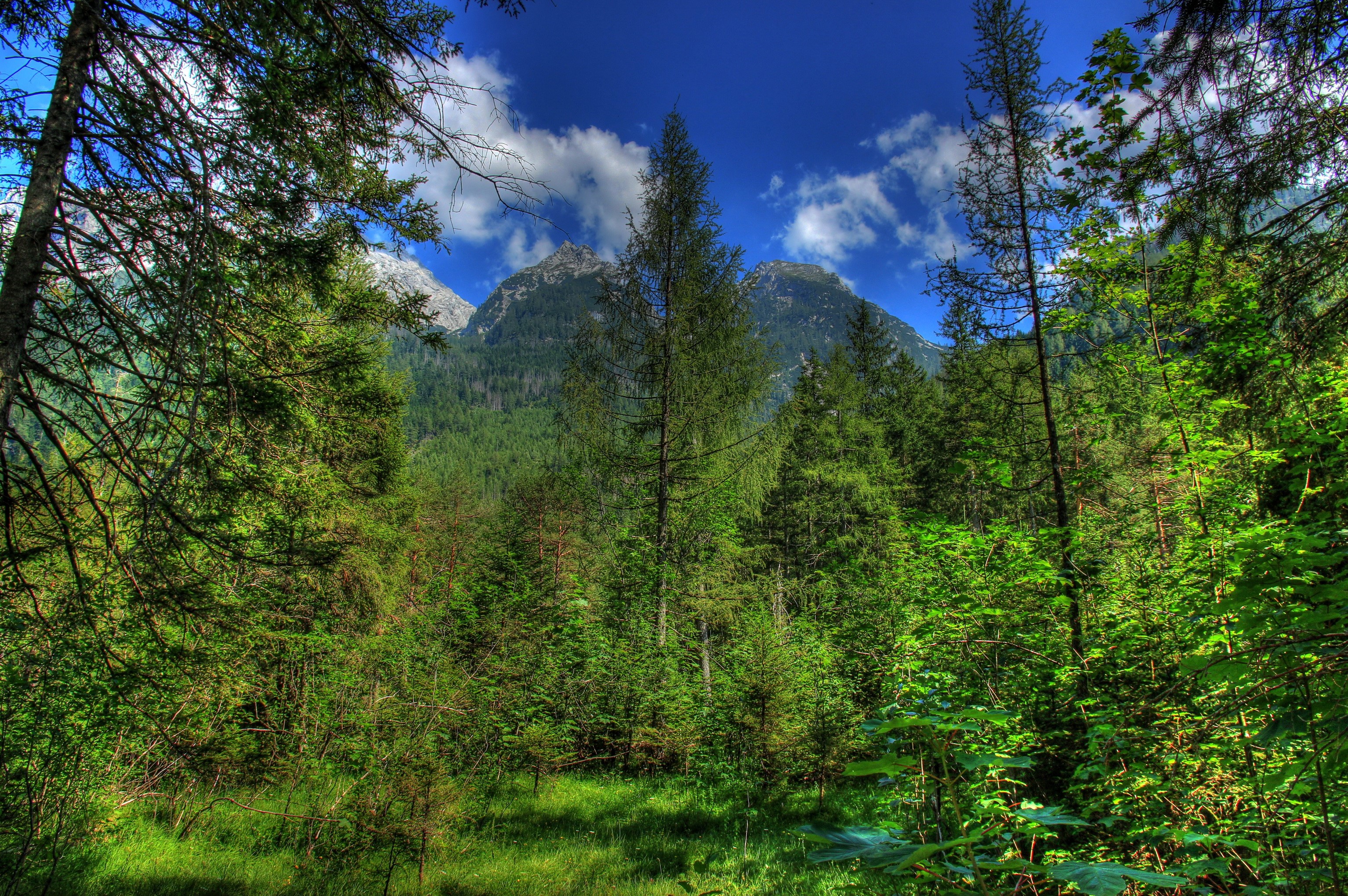 Forest with mountains and blue sky in Bavaria, Germany HD Wallpaper