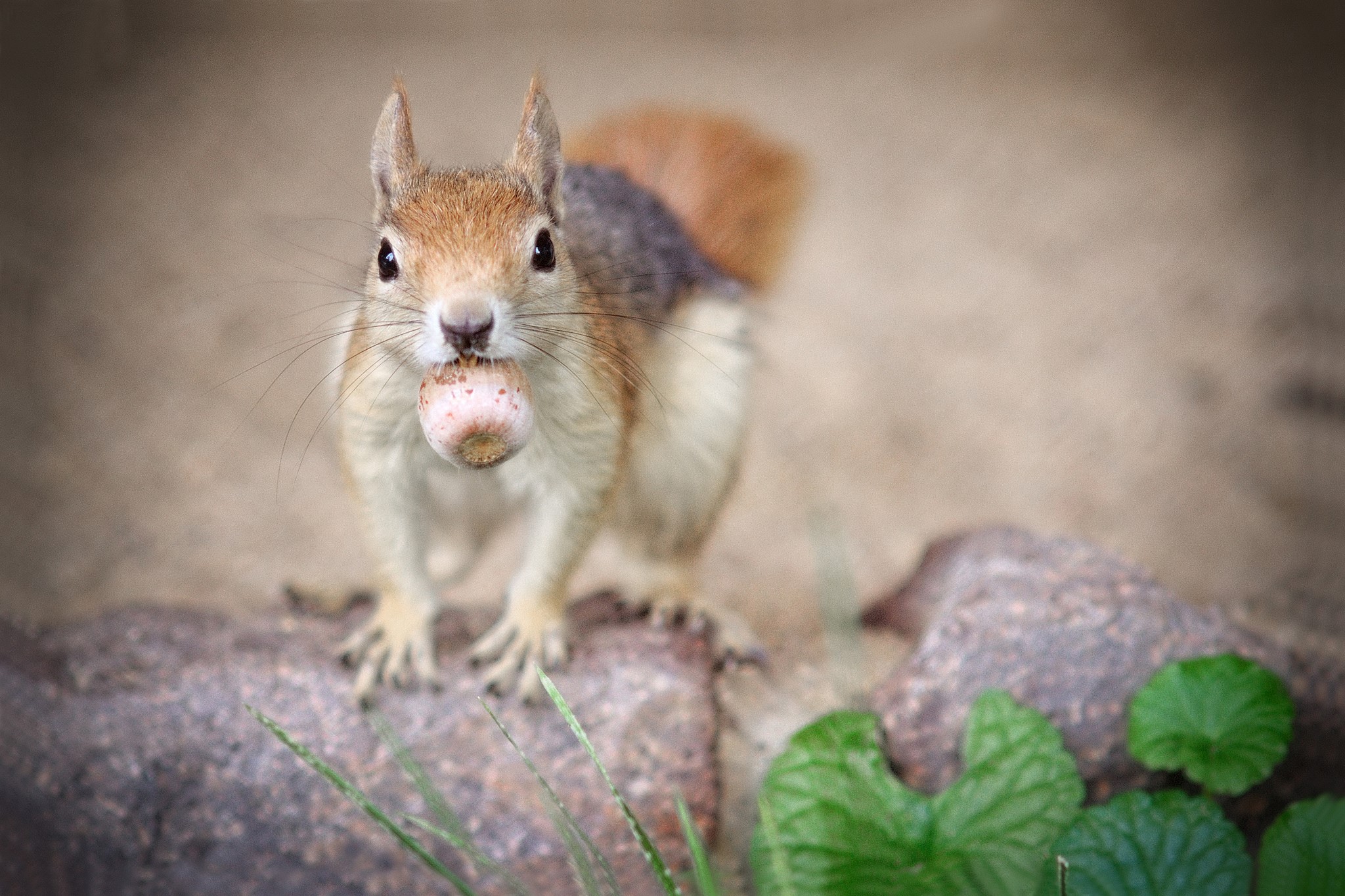 Squirrel holding a nut in its mouth HD Wallpaper