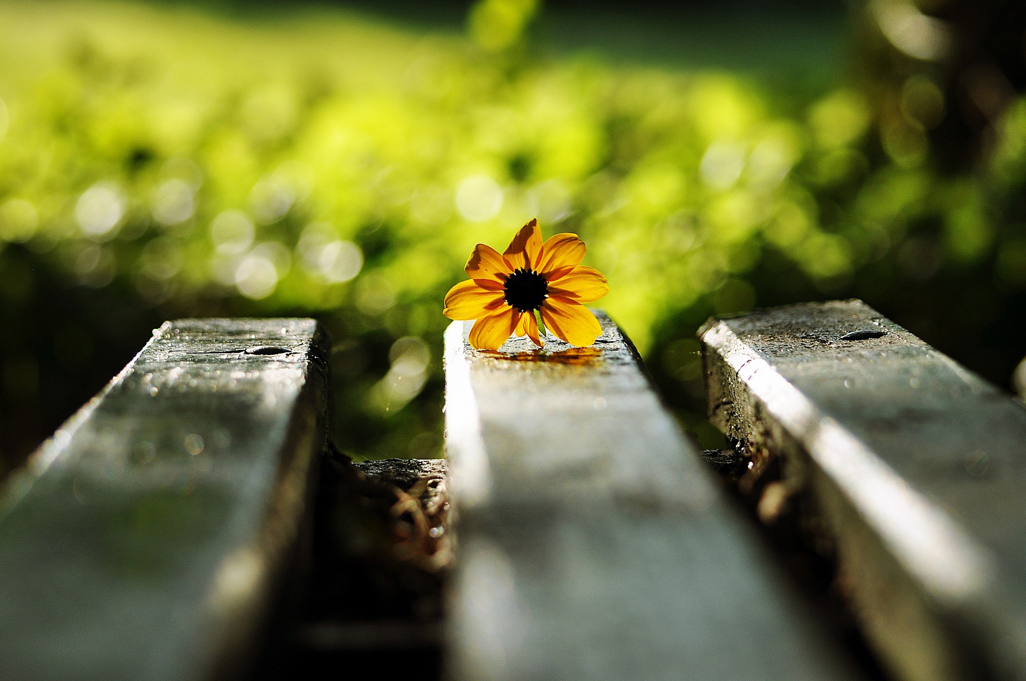 Yellow flower on a wooden bench HD Wallpaper