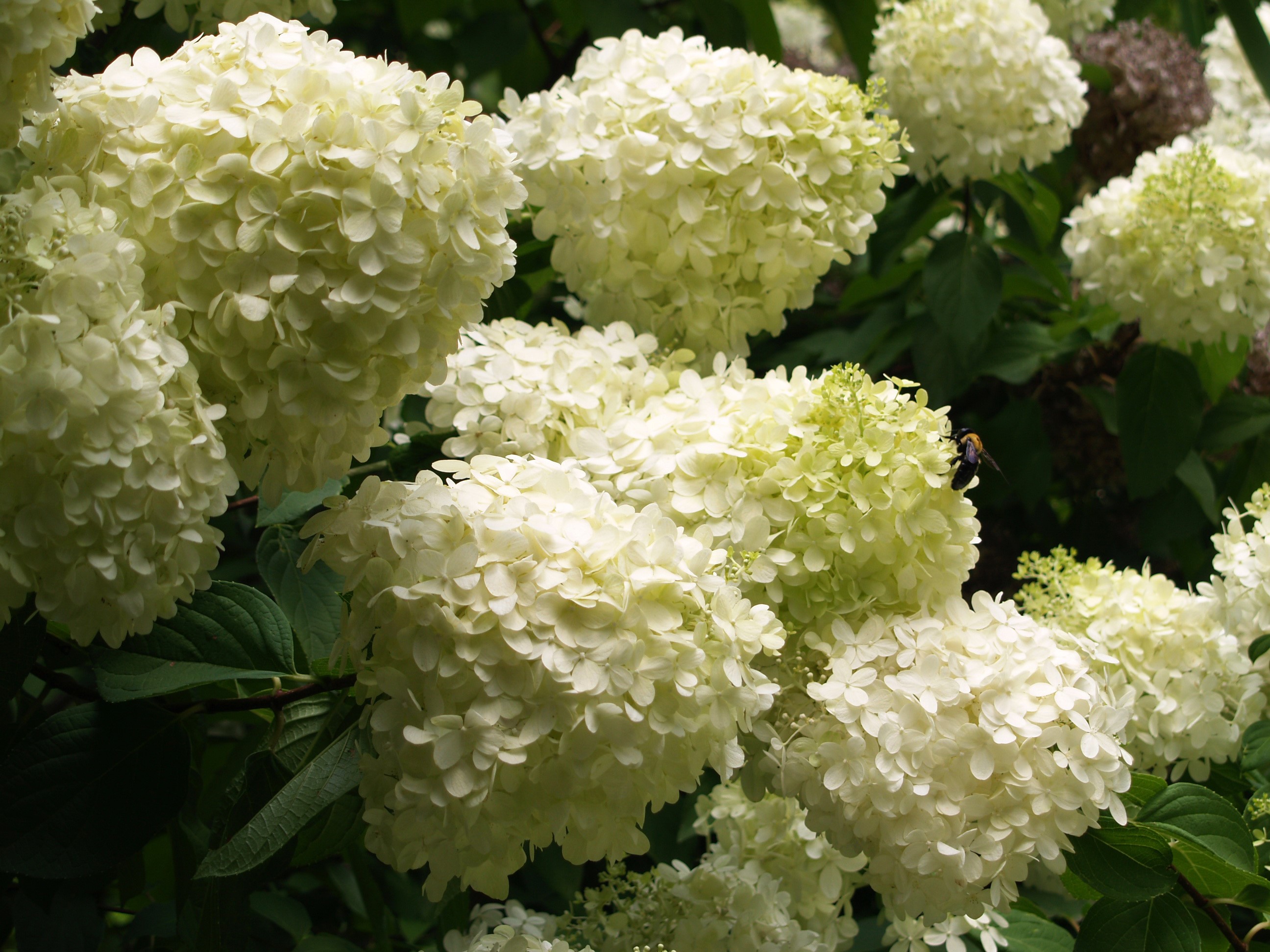 White Hydrangea flowers with a bee HD Wallpaper