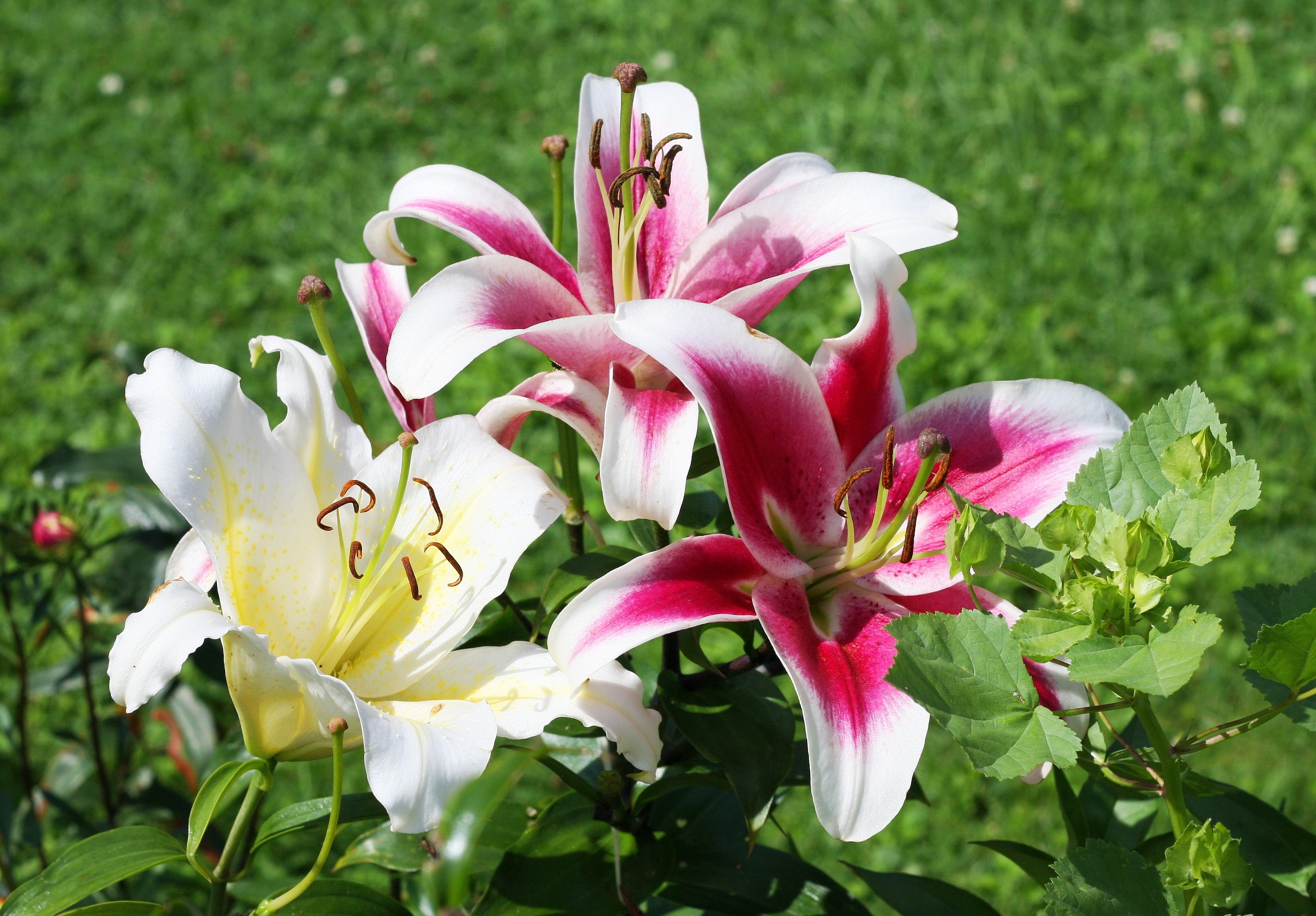 Pink and white lilies in a garden HD Wallpaper