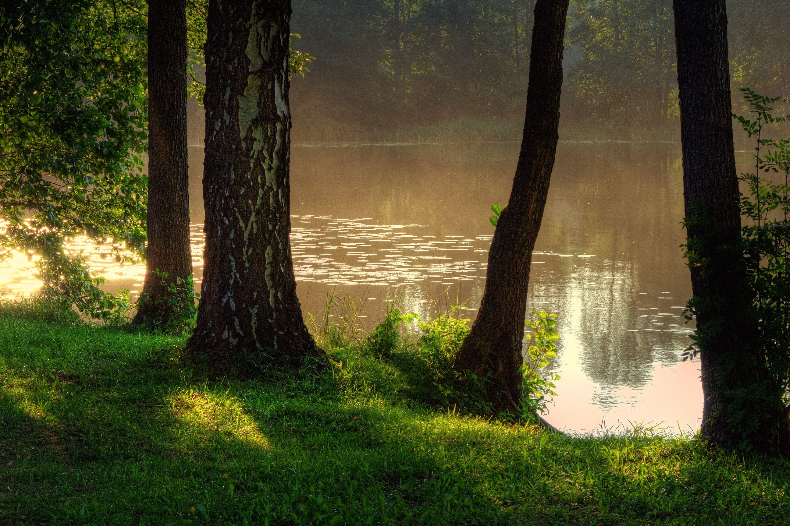 Trees by a misty lake in Poland HD Wallpaper
