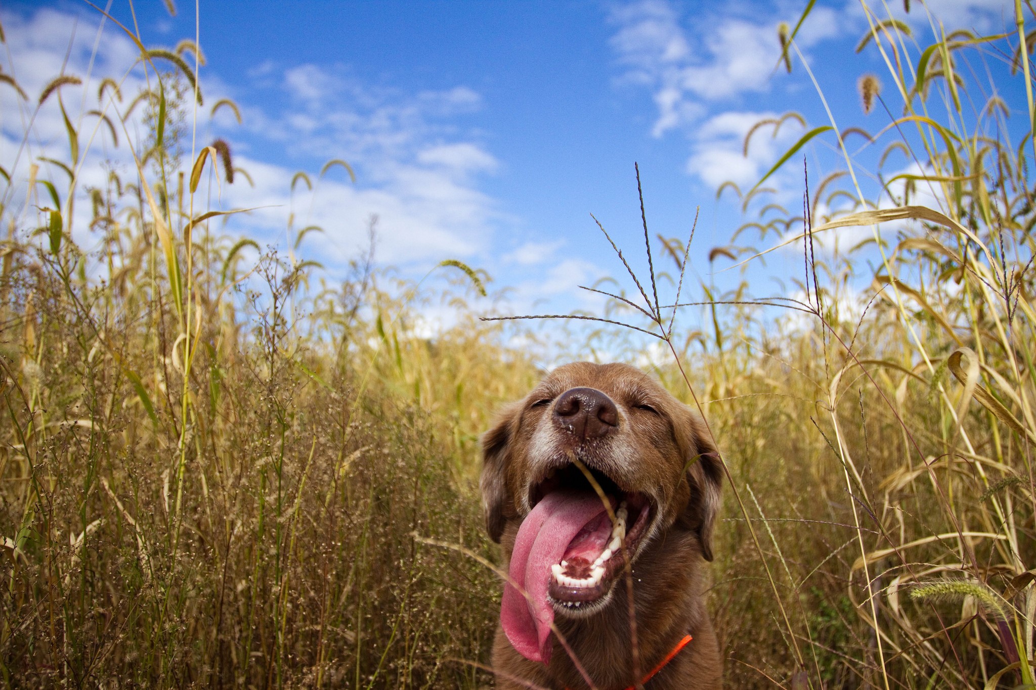 Brown dog panting in tall grass under blue sky HD Wallpaper