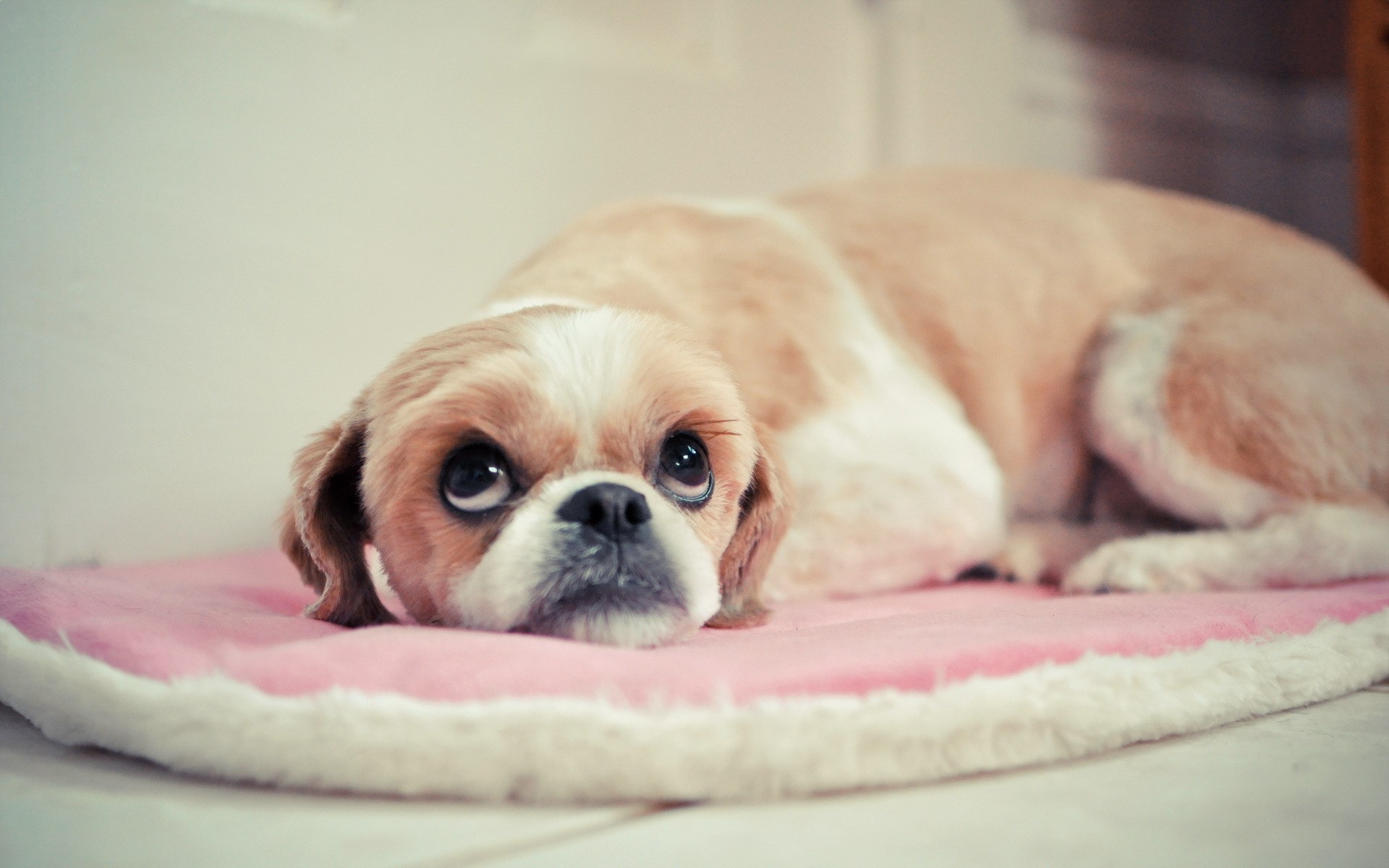 A Cavalier King Charles Spaniel dog lying on a pink pillow HD Wallpaper
