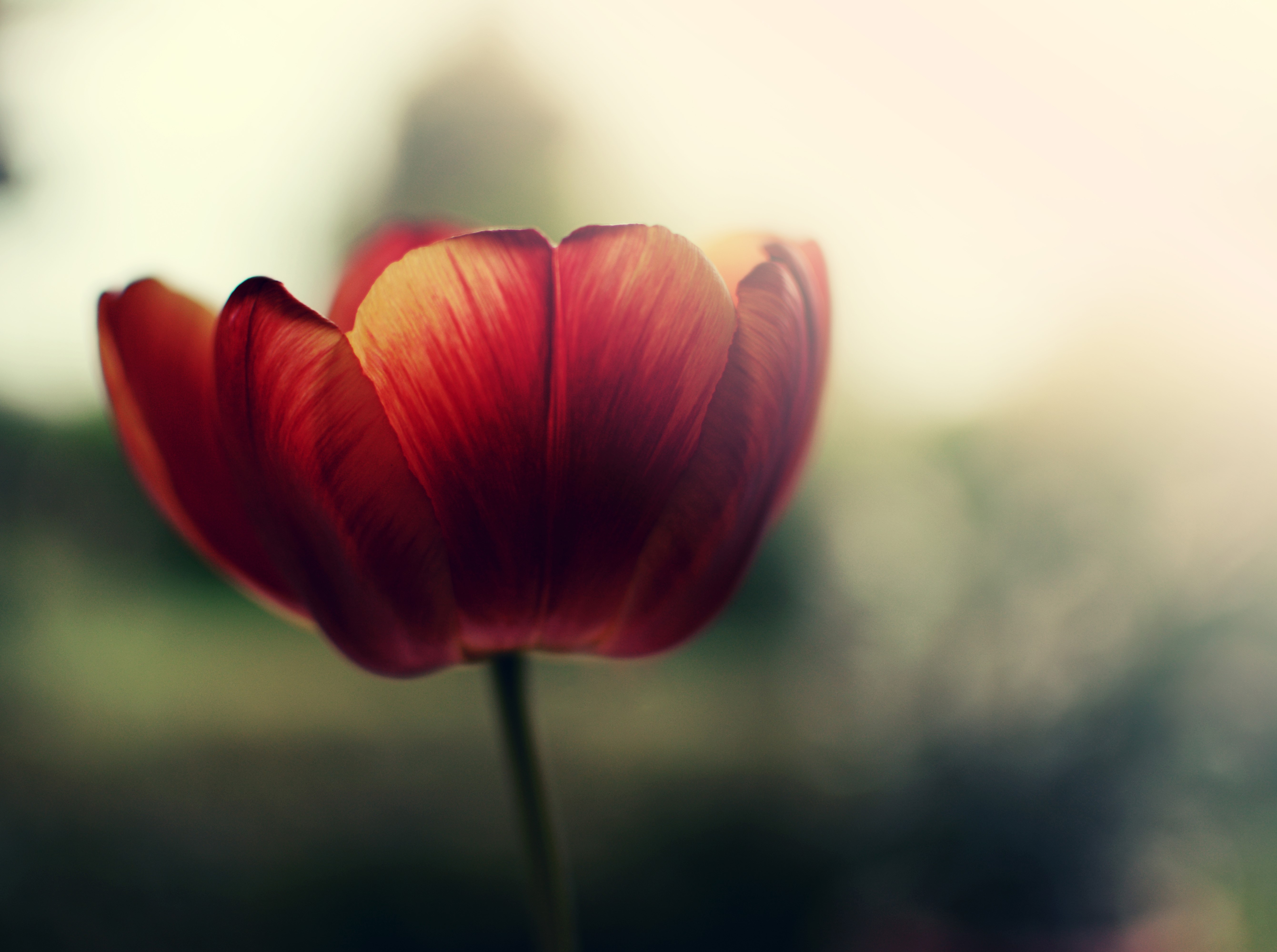 Red Tulip Closeup HD Wallpaper