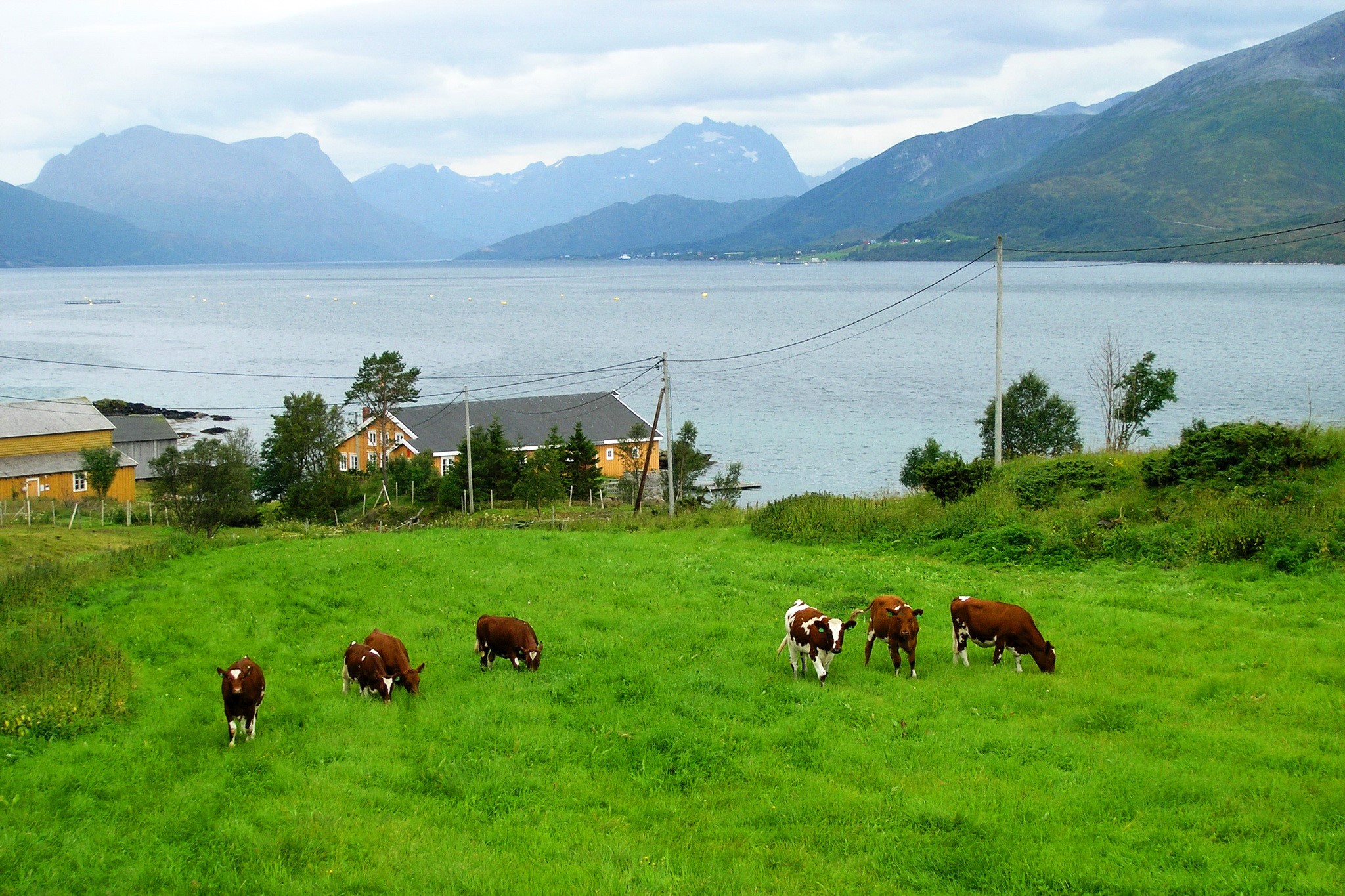 Cows grazing in a Norwegian landscape with mountains and a lake HD Wallpaper