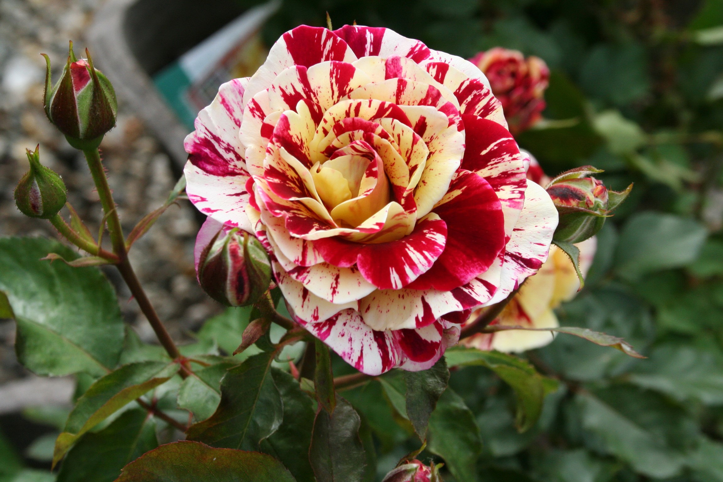 Striped rose with buds HD Wallpaper