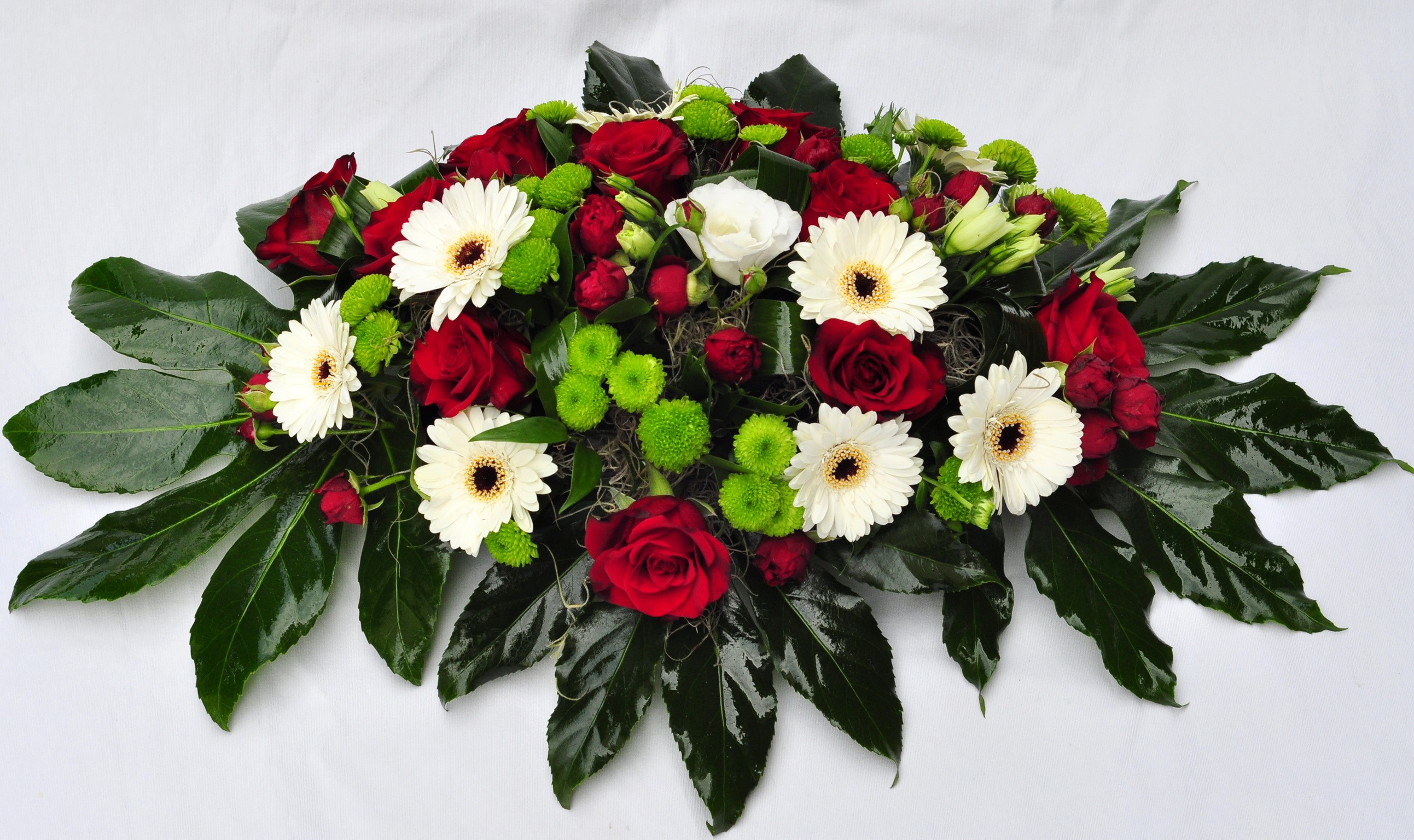 Red and white flowers with green foliage HD Wallpaper