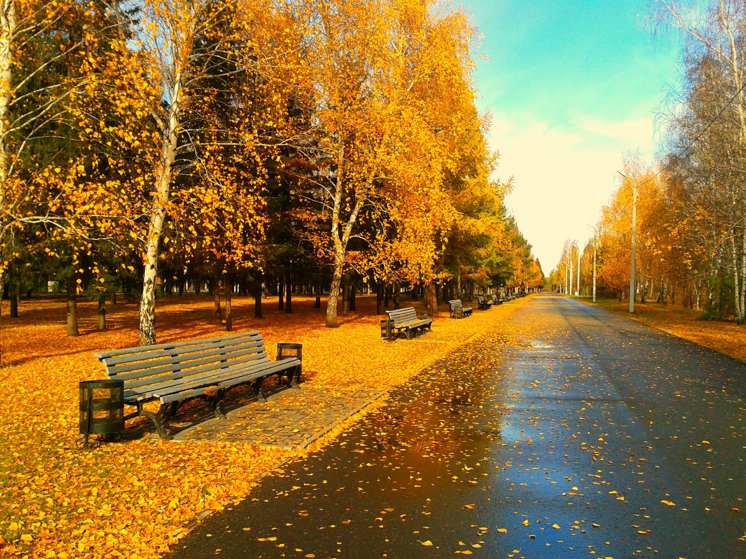 Park pathway lined with autumn trees and fallen leaves HD Wallpaper