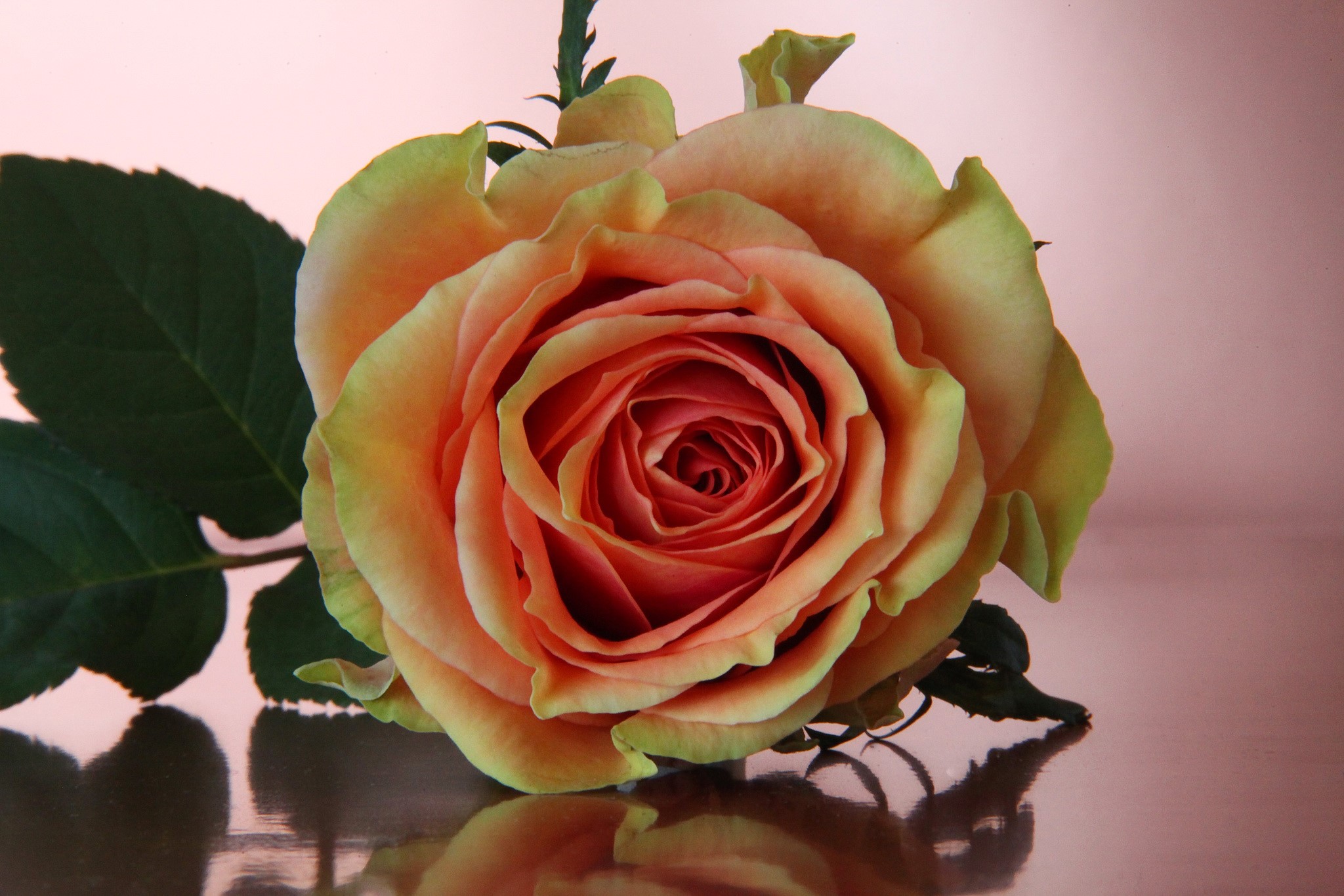 Close-up of an orange and yellow rose HD Wallpaper