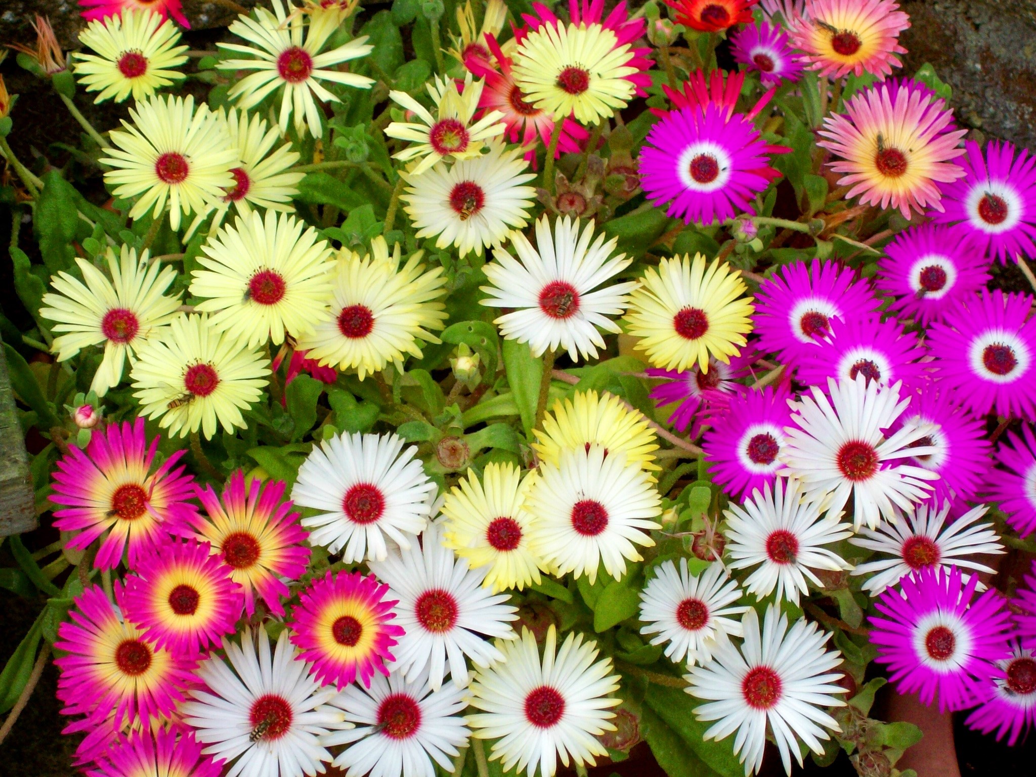 Colorful Mesembryanthemum flowers in bloom HD Wallpaper
