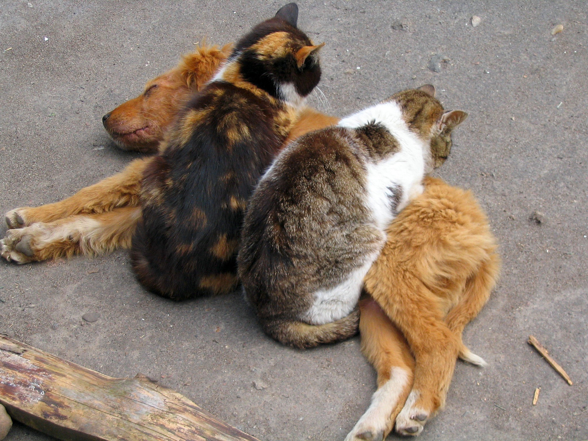 Two cats sleeping on a dog HD Wallpaper