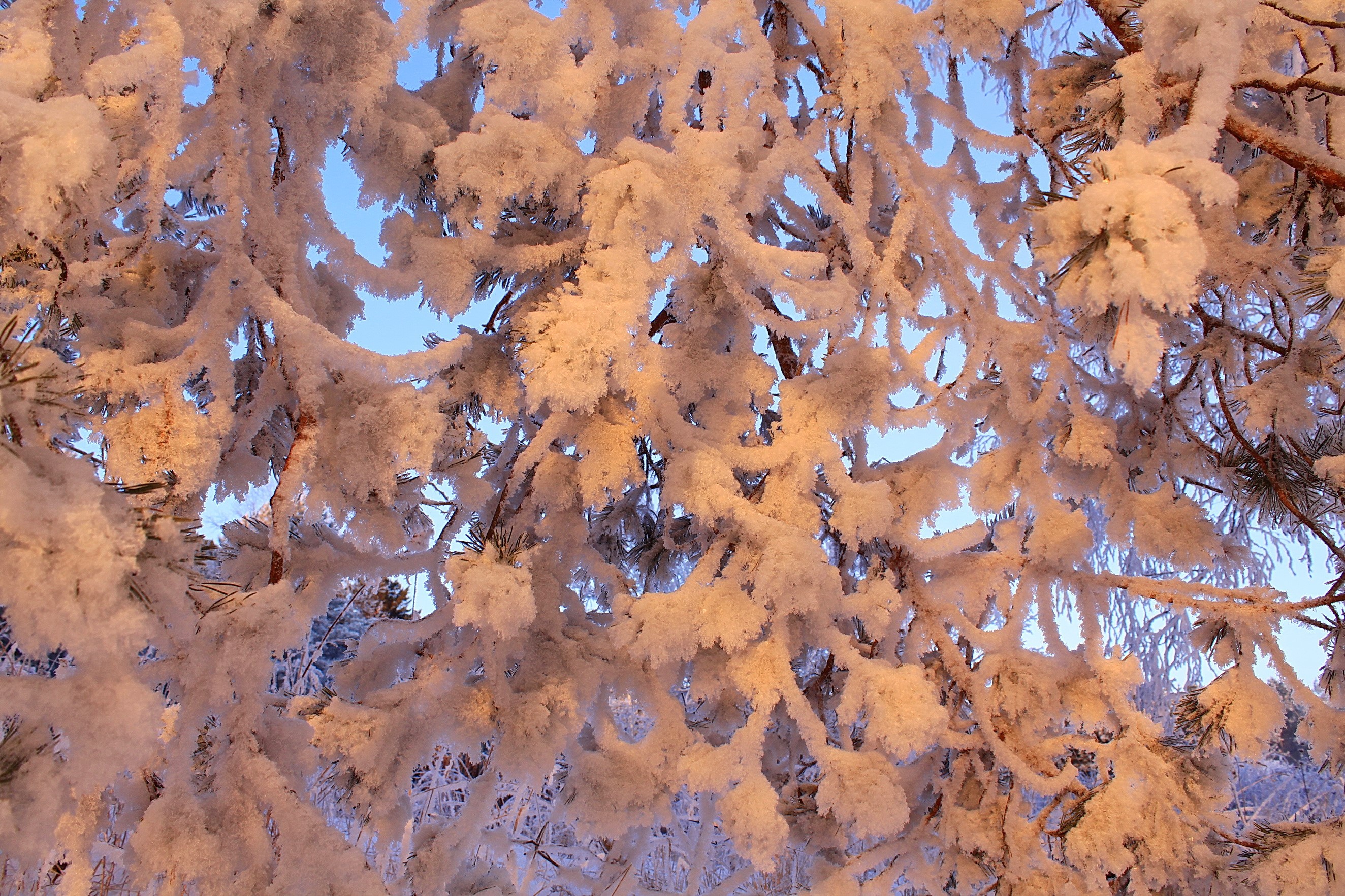 Close-up of snow-covered pine branches in winter HD Wallpaper
