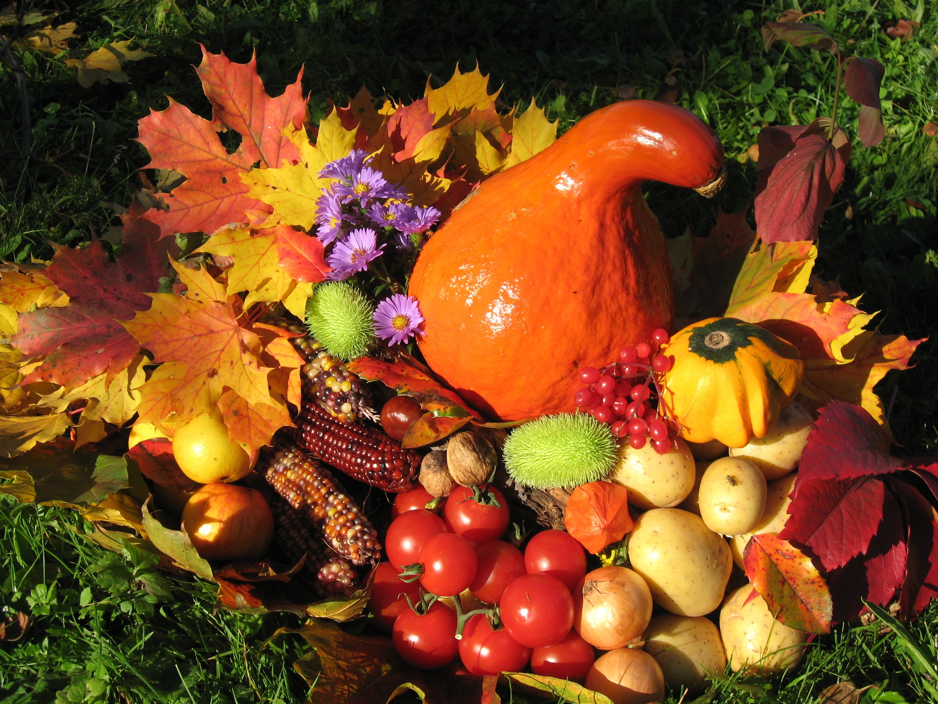 Autumn harvest display with pumpkins, corn, and vegetables HD Wallpaper