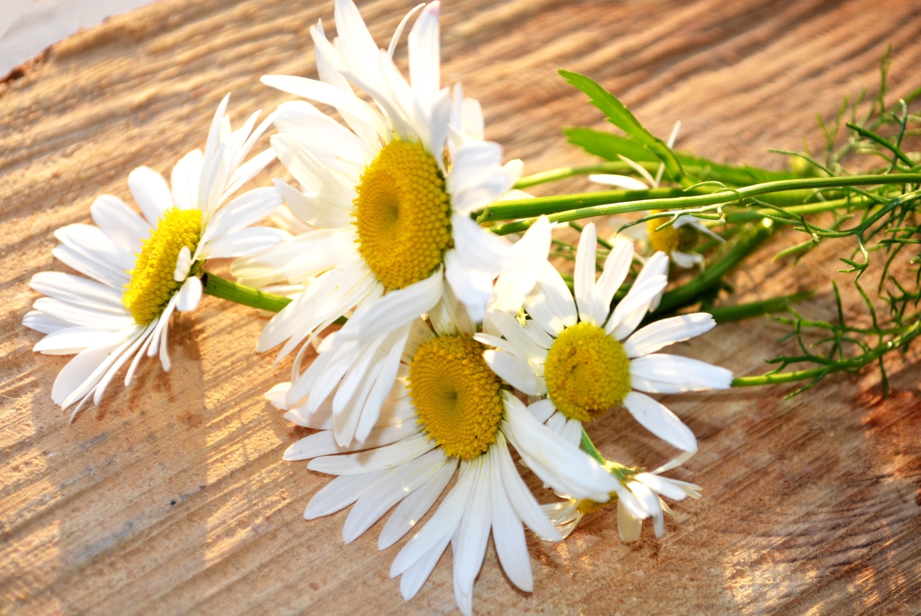 Chamomile flowers on a wooden surface HD Wallpaper