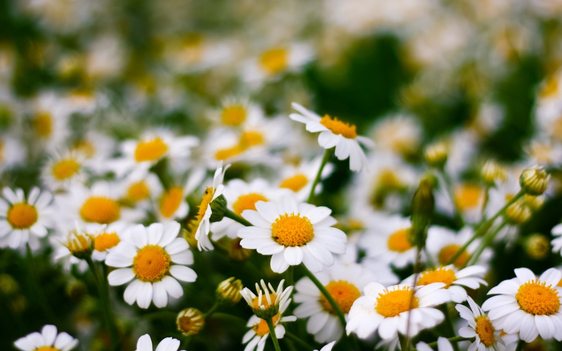 Field of white and yellow daisies HD Wallpaper