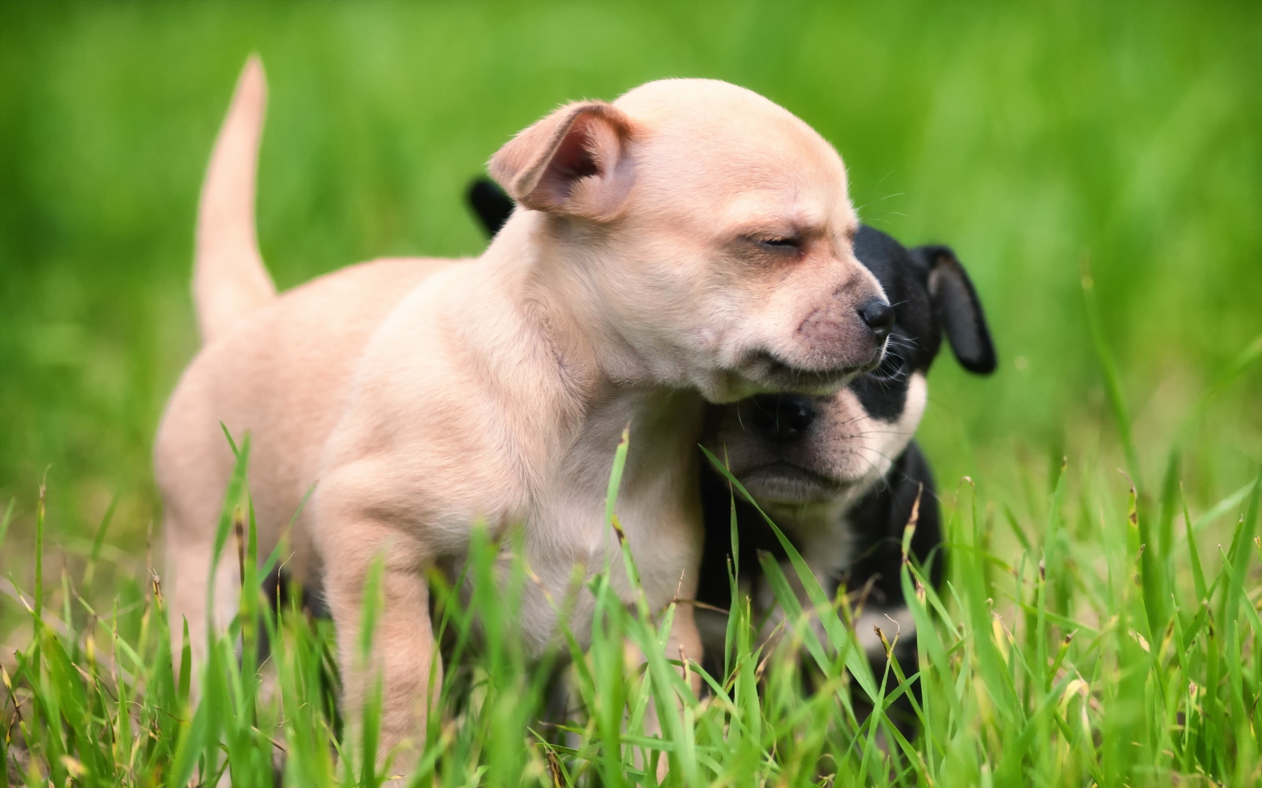 Two puppies in green grass HD Wallpaper