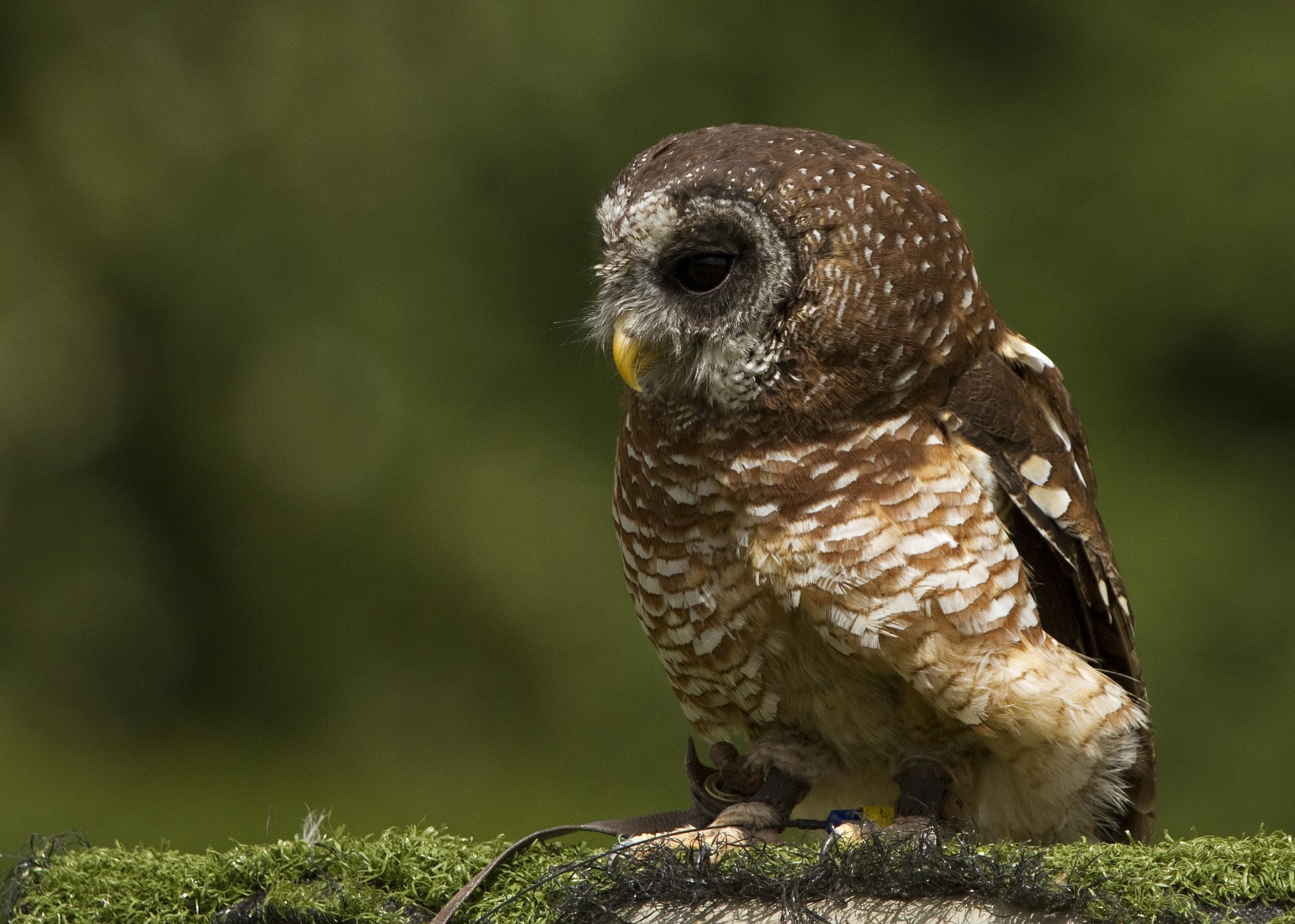 A spotted owl perched on a mossy surface HD Wallpaper