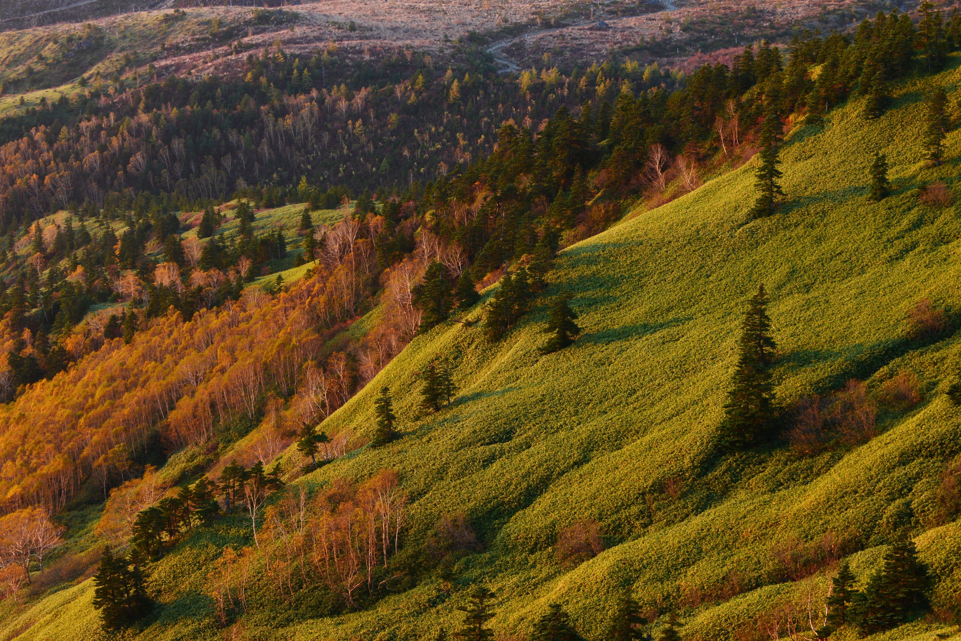 Autumn forest on a grassy mountainside HD Wallpaper