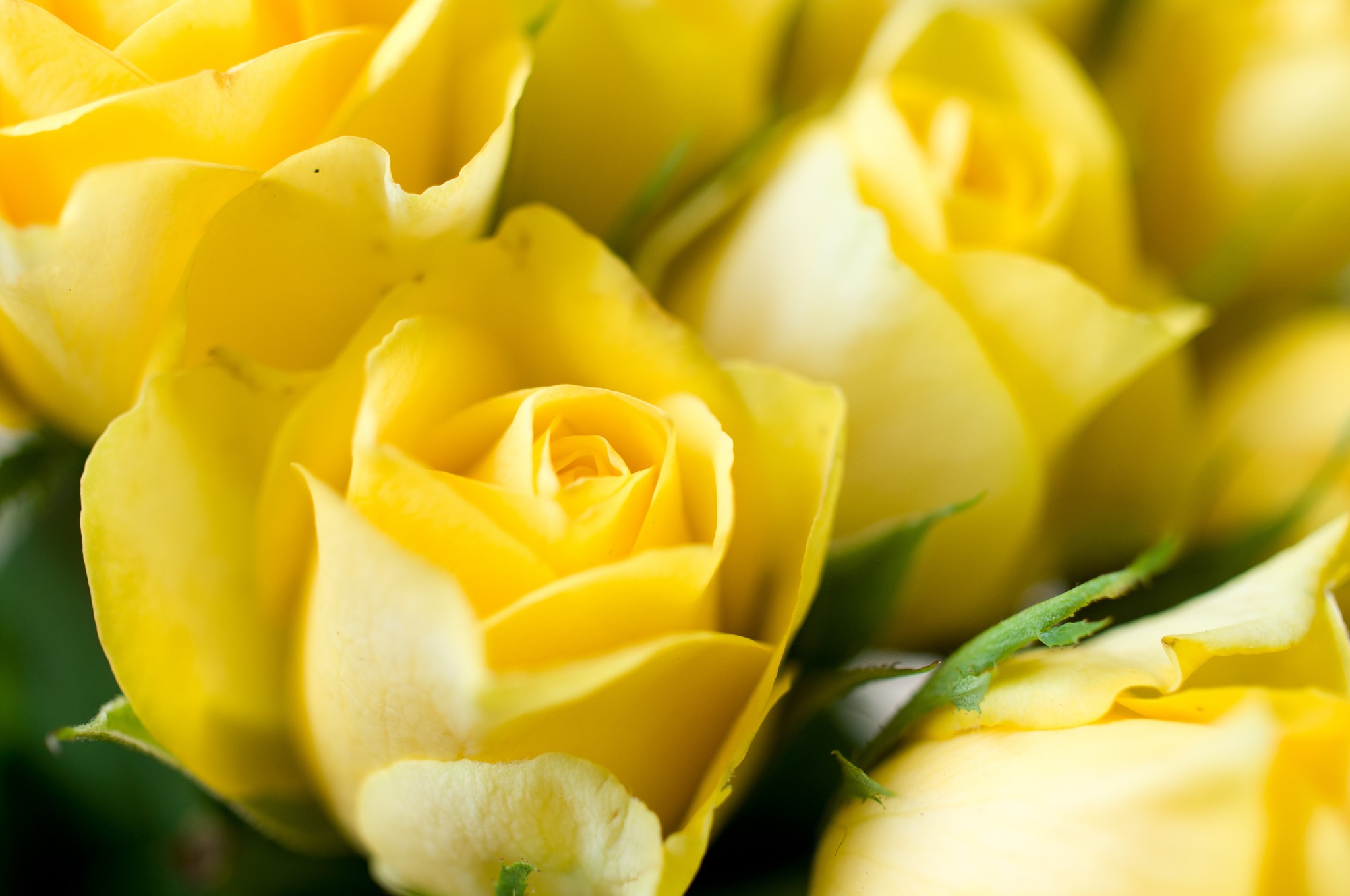 Close-up of Yellow Roses HD Wallpaper