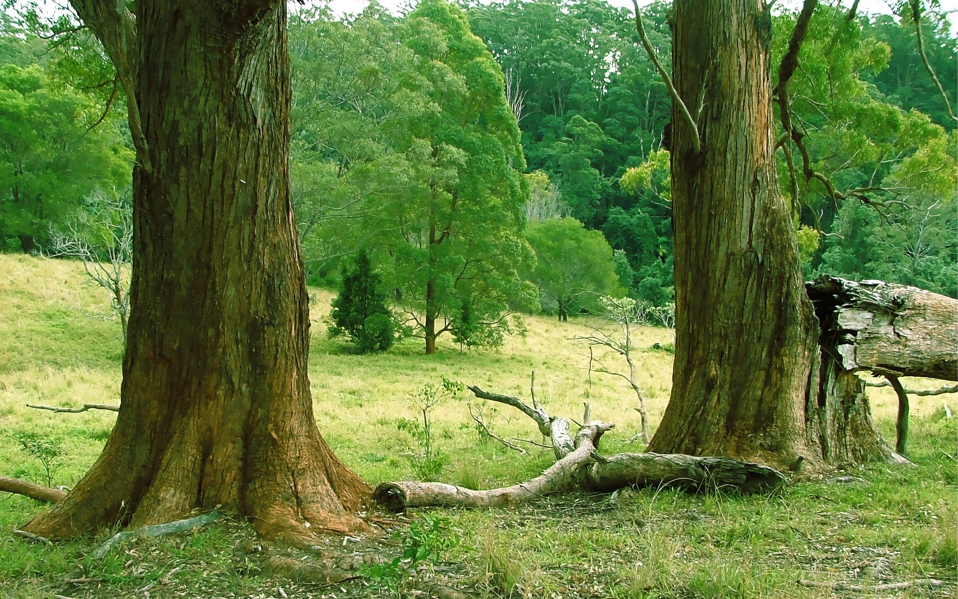 Two large trees in a grassy field with a forest in the background HD Wallpaper