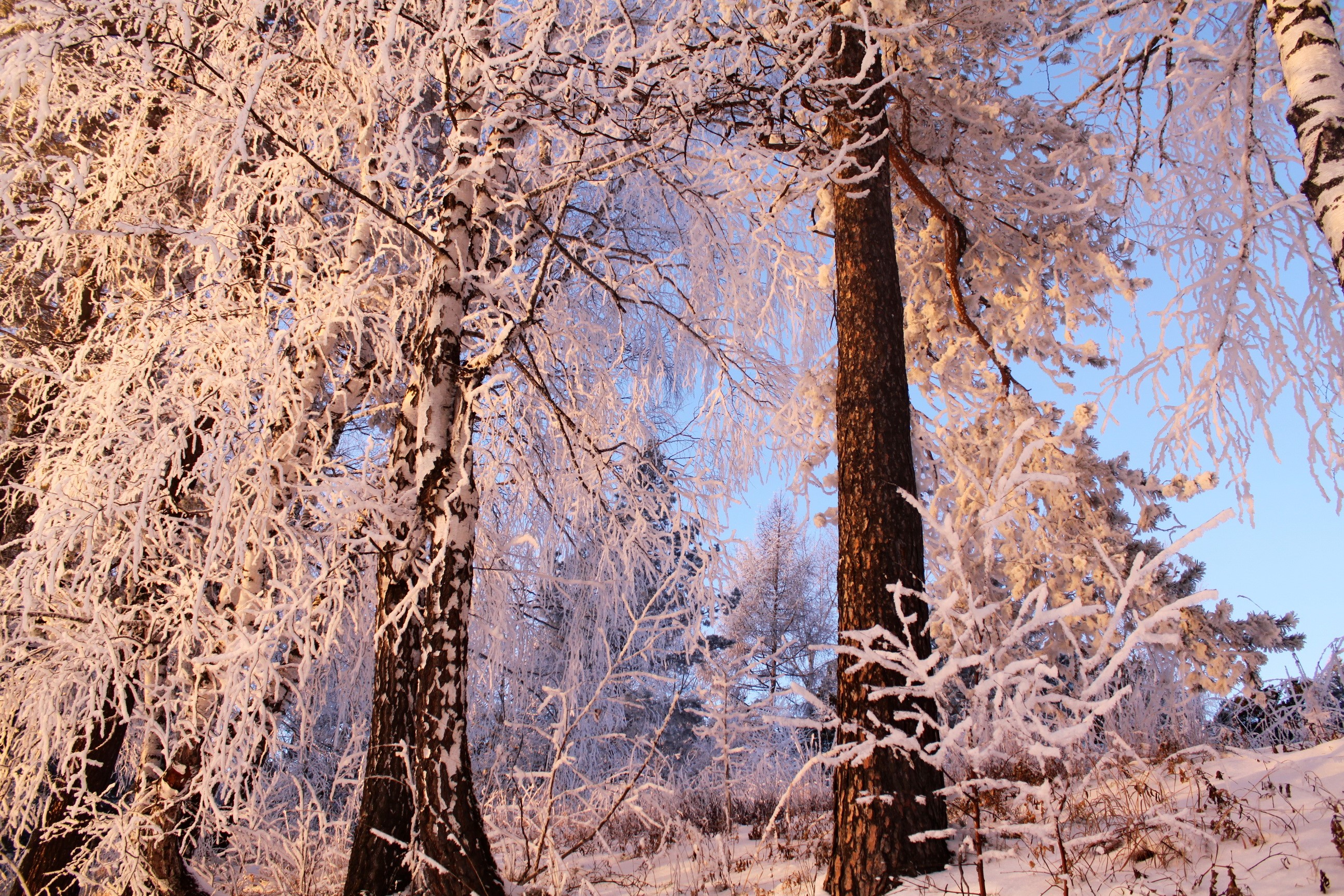Winter forest with snow-covered trees HD Wallpaper