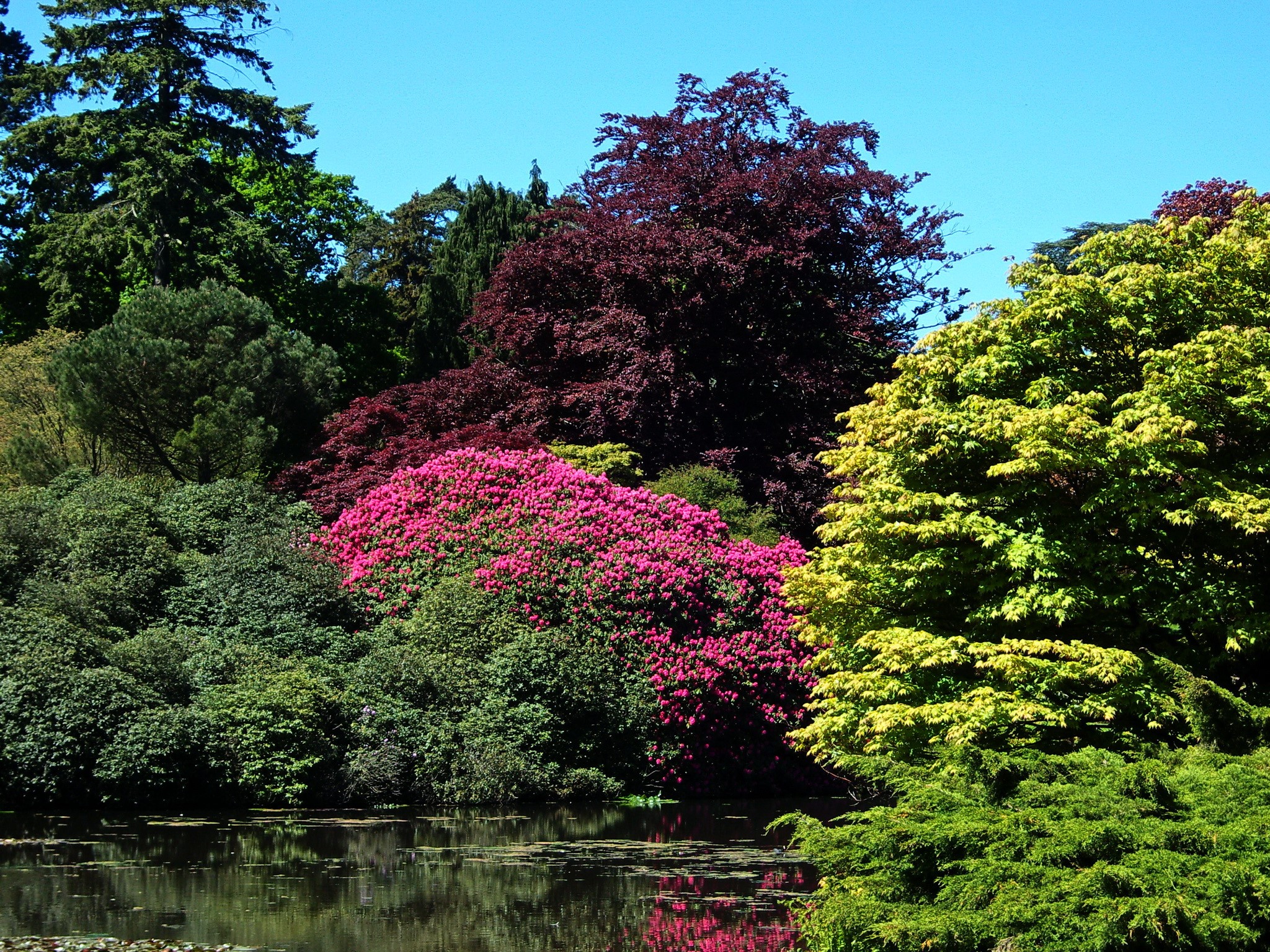 Garden pond with colorful trees and shrubs HD Wallpaper