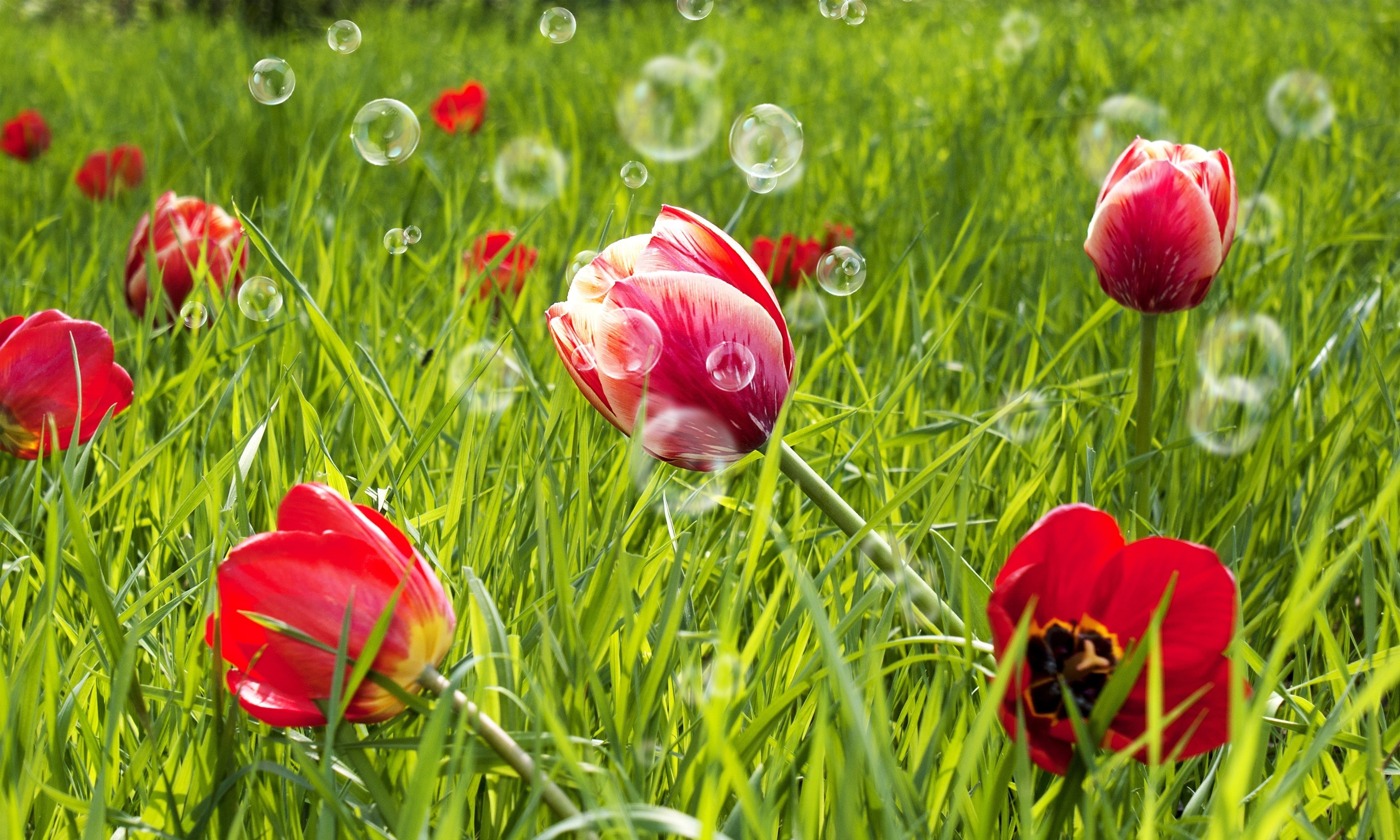 Red tulips in green grass with bubbles HD Wallpaper