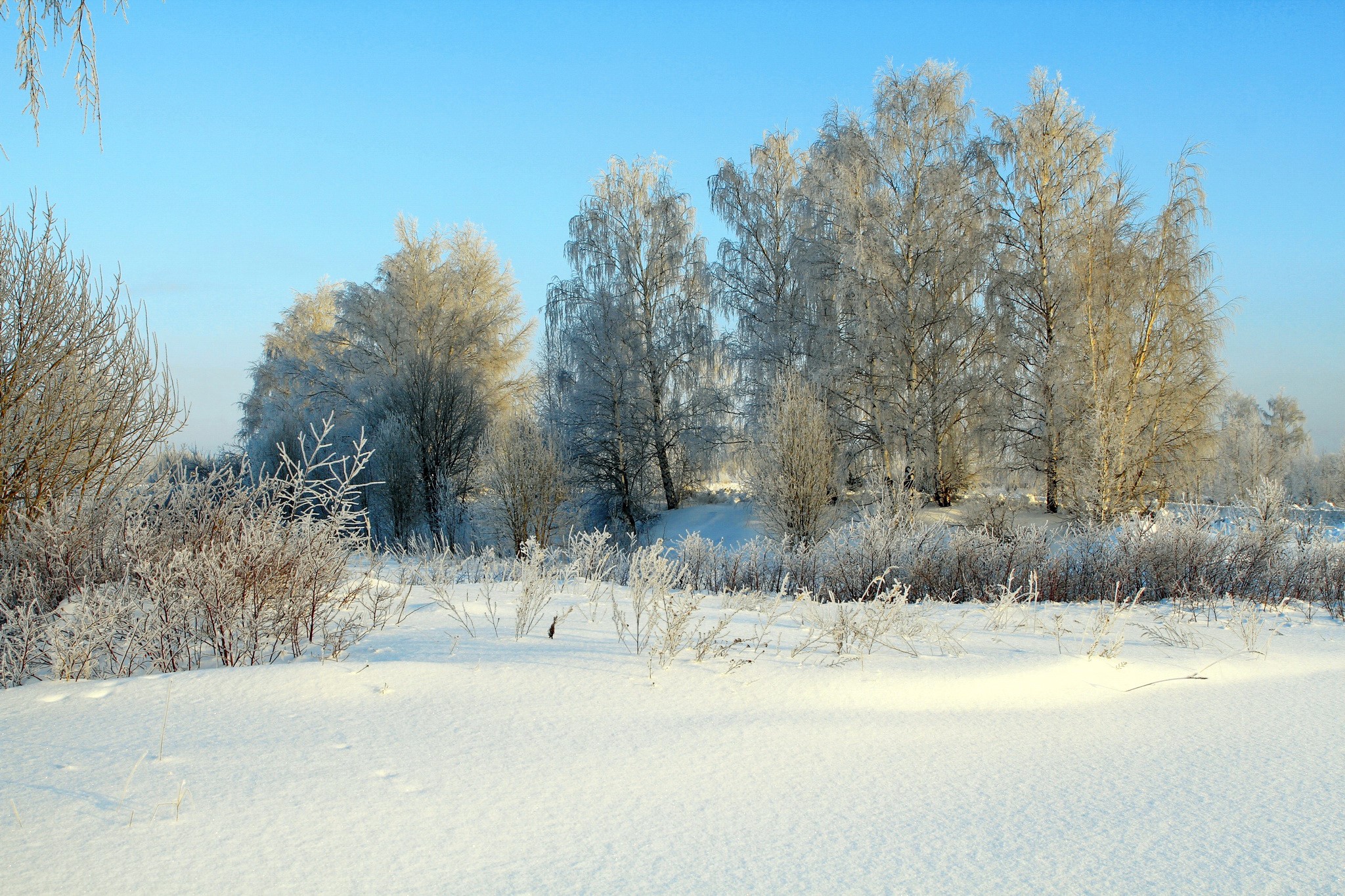 Winter scene with snow-covered trees and clear blue sky HD Wallpaper