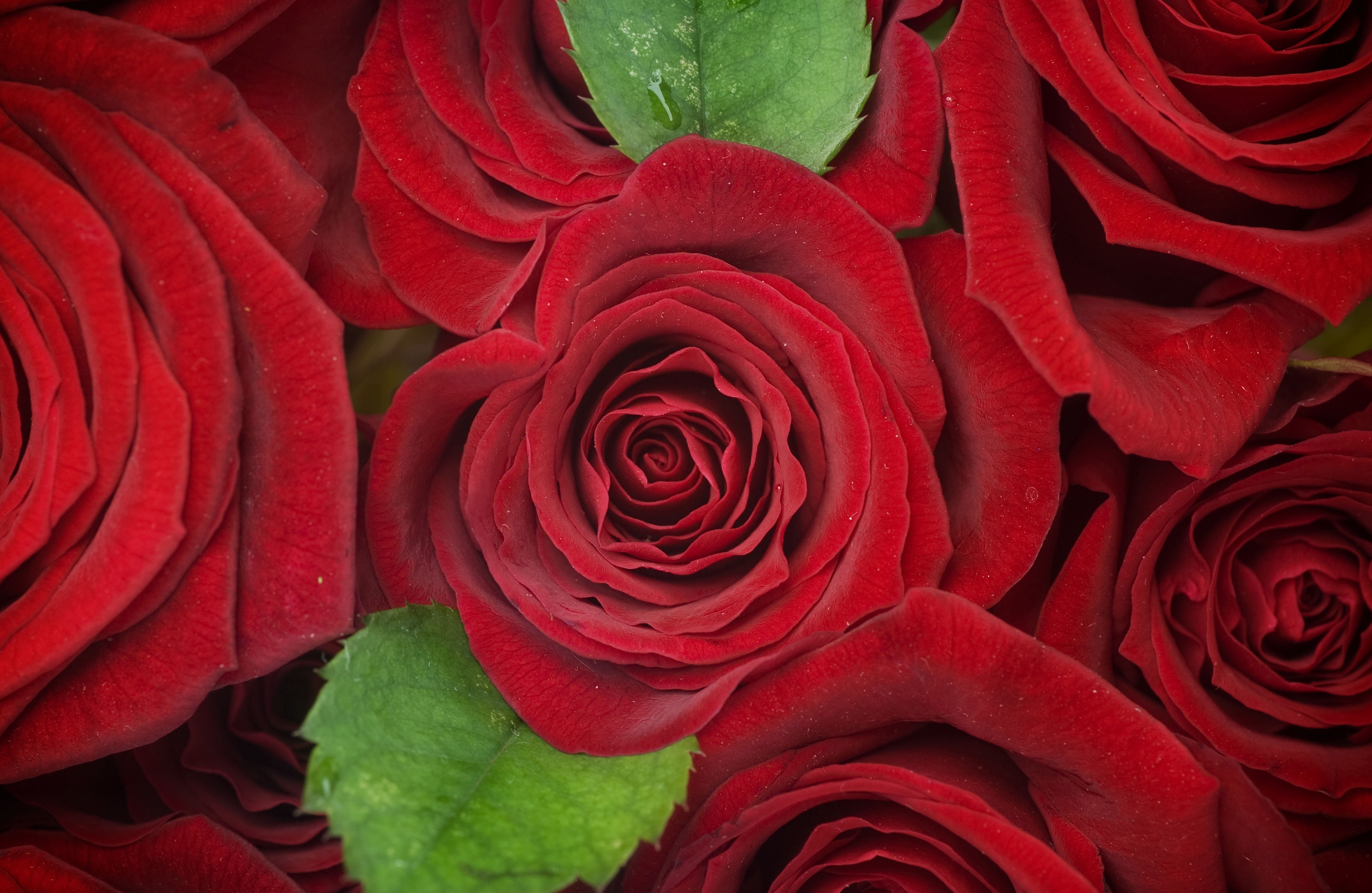 Red Roses HD Wallpaper
