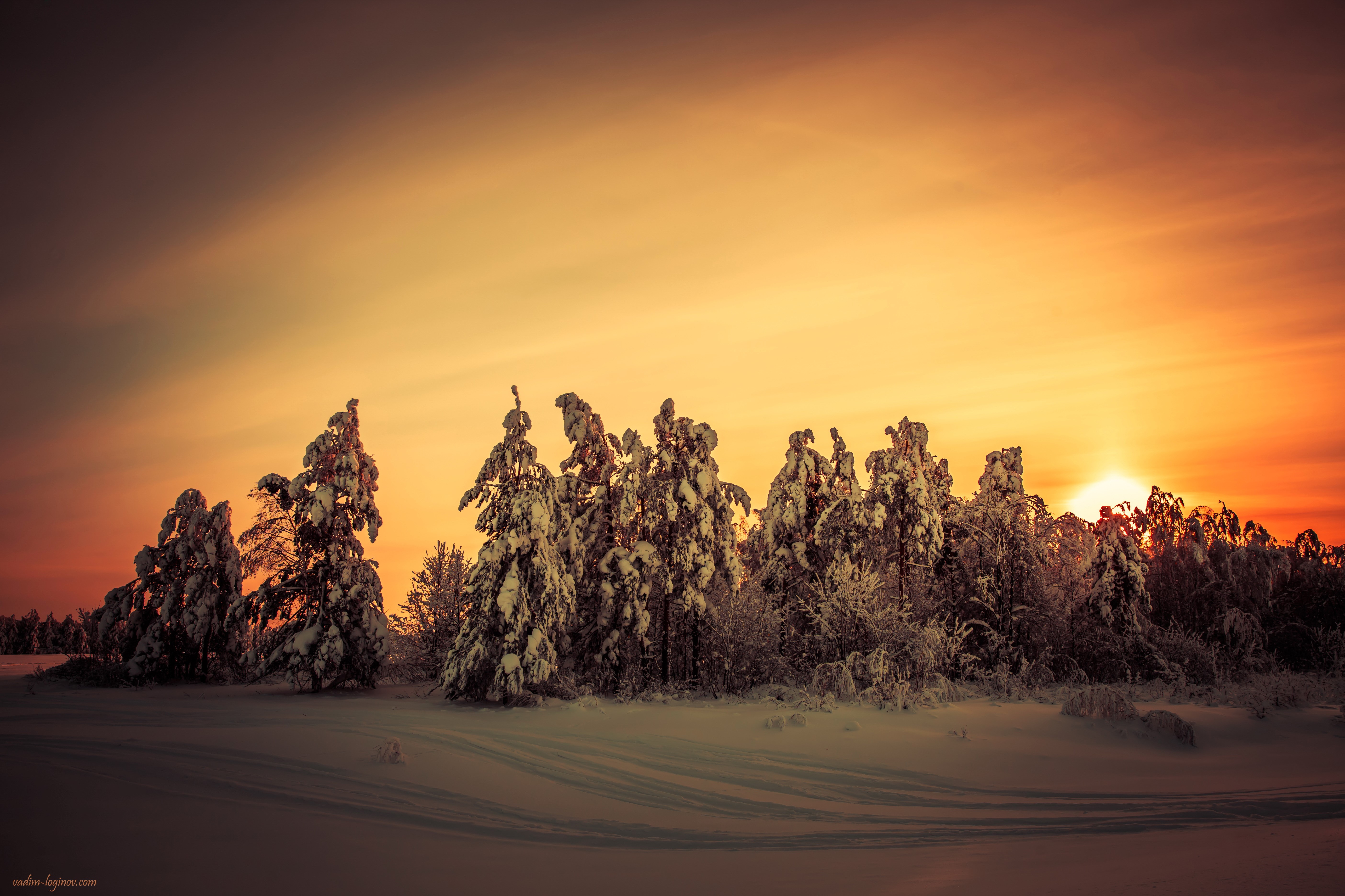 Snowy trees at sunset HD Wallpaper