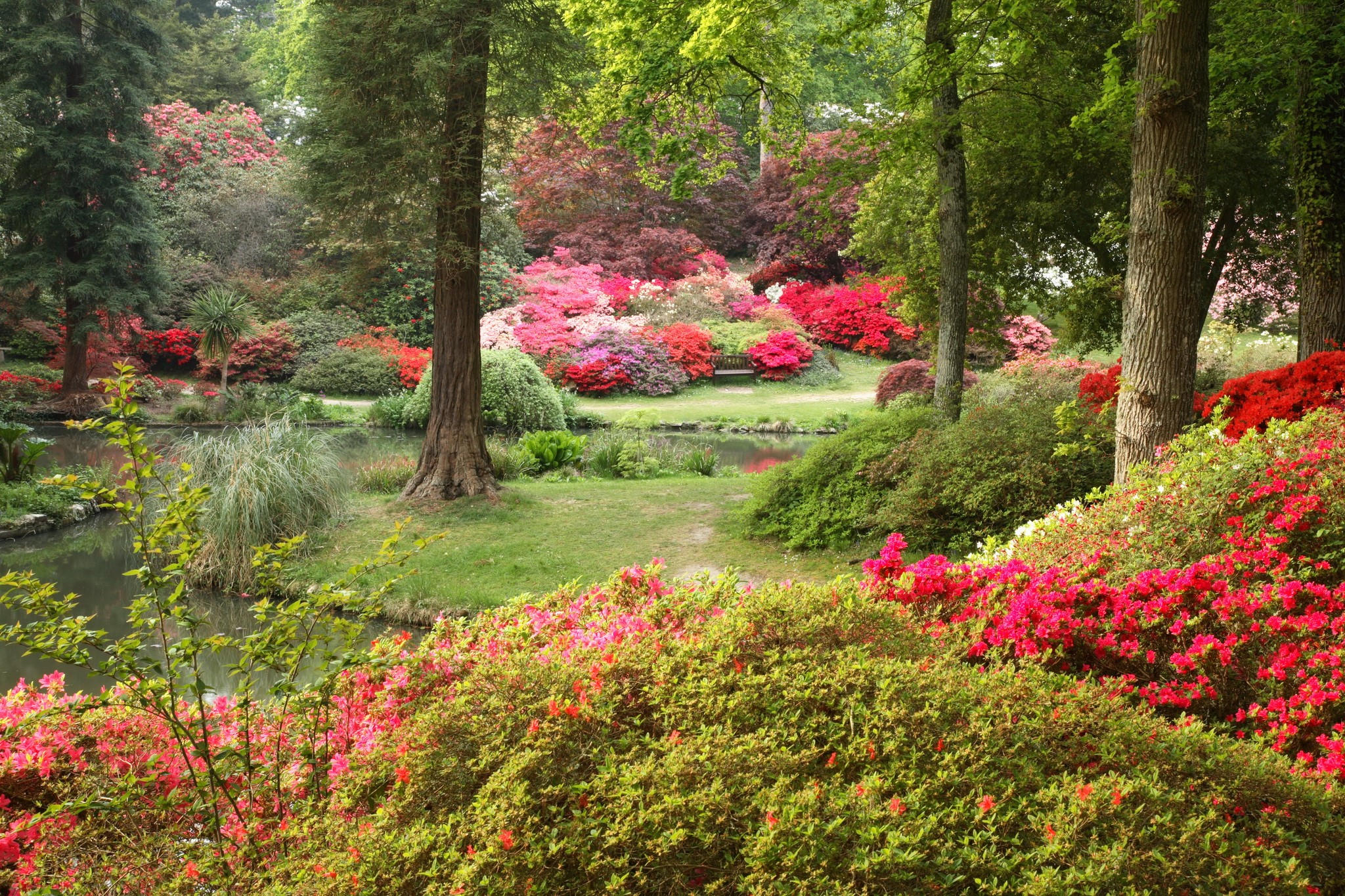 Exbury Gardens Rhododendrons and Water in Hampshire, England HD Wallpaper