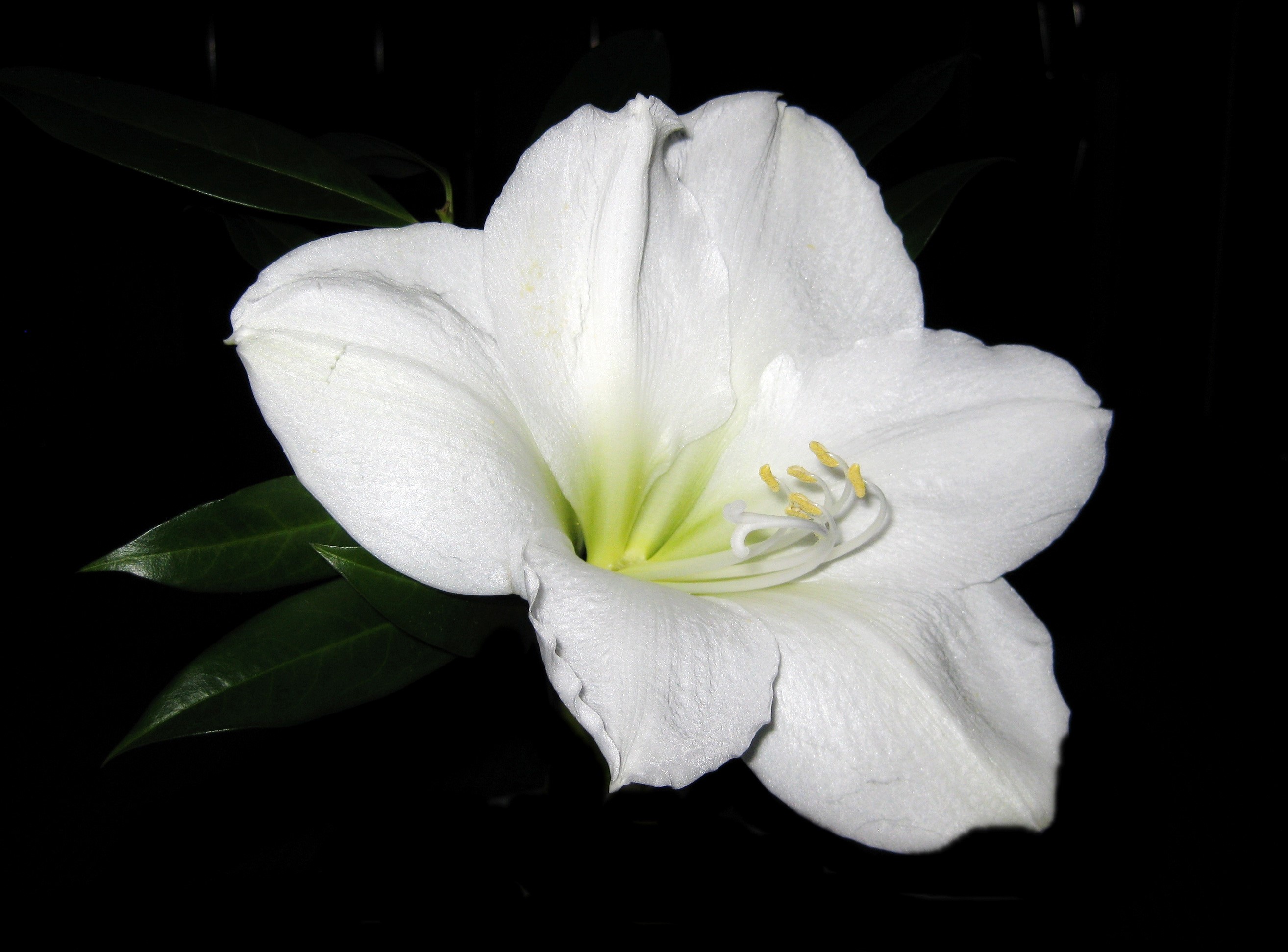 White Amaryllis flower with green leaves HD Wallpaper