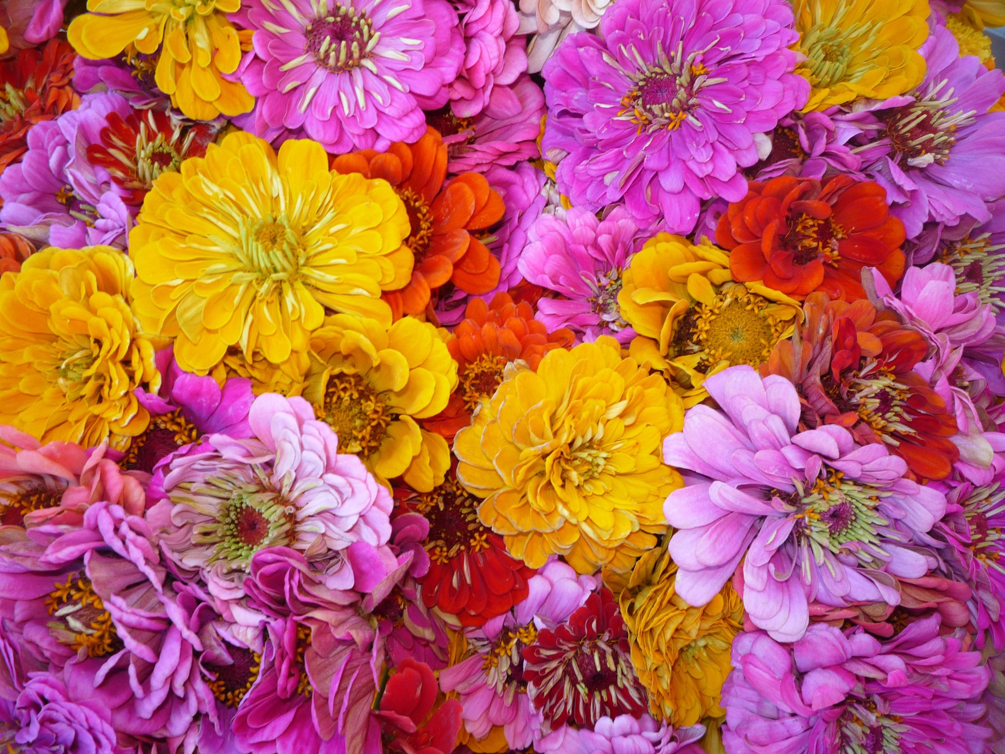 A colorful bouquet of Zinnia flowers HD Wallpaper