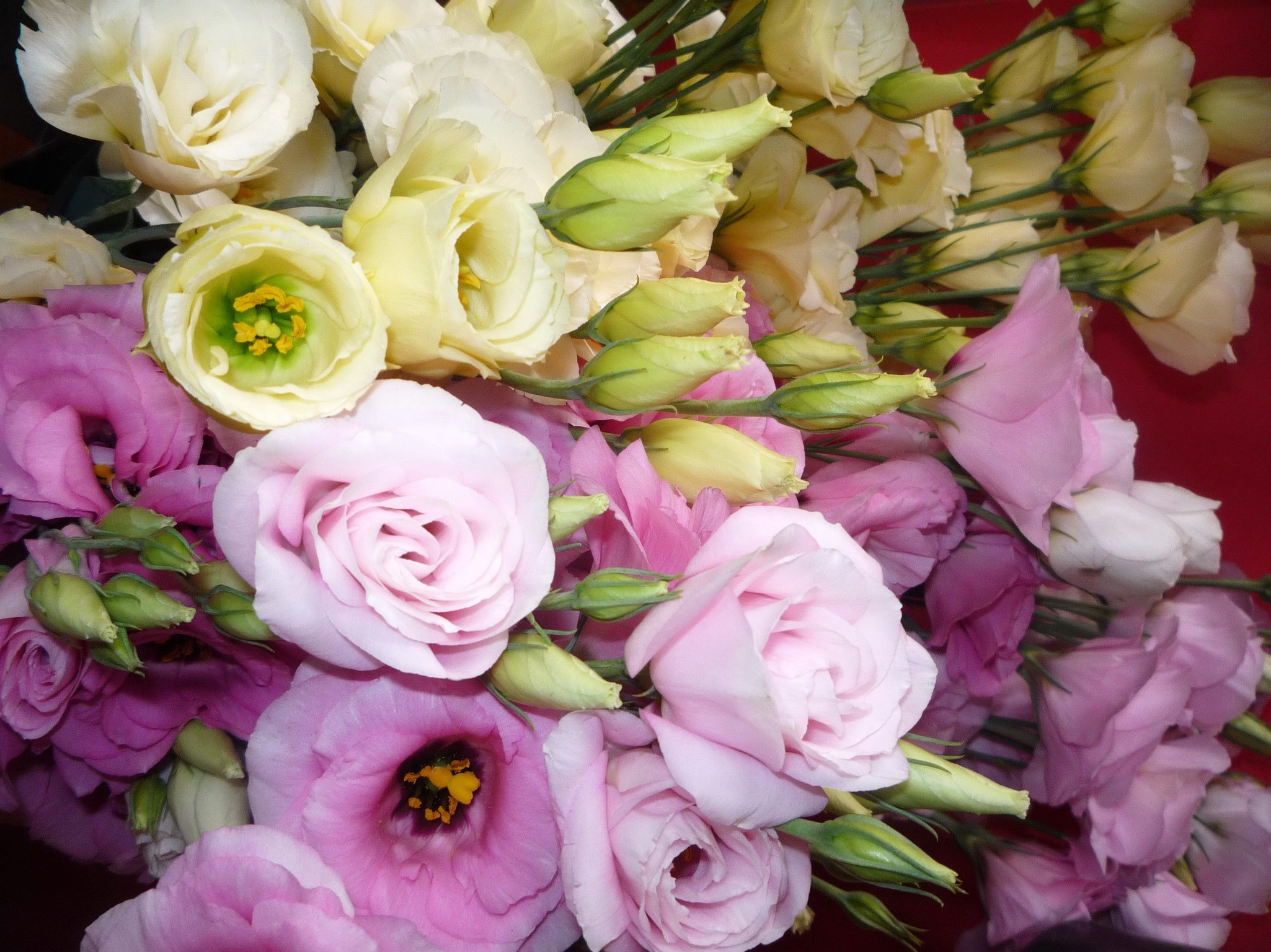 Pink and yellow Eustoma flowers HD Wallpaper