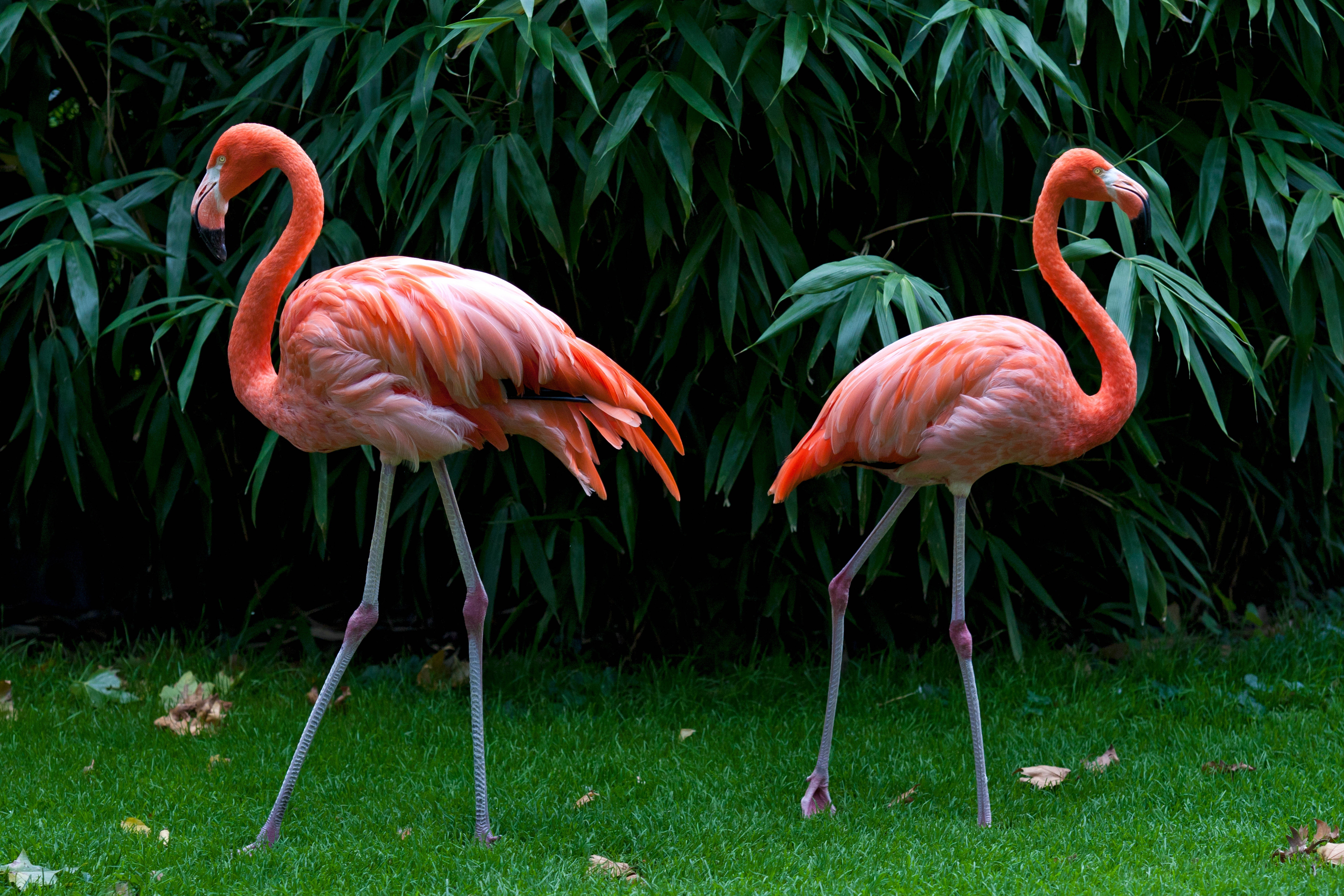 Two Vibrant Pink Flamingos on Green Grass HD Wallpaper