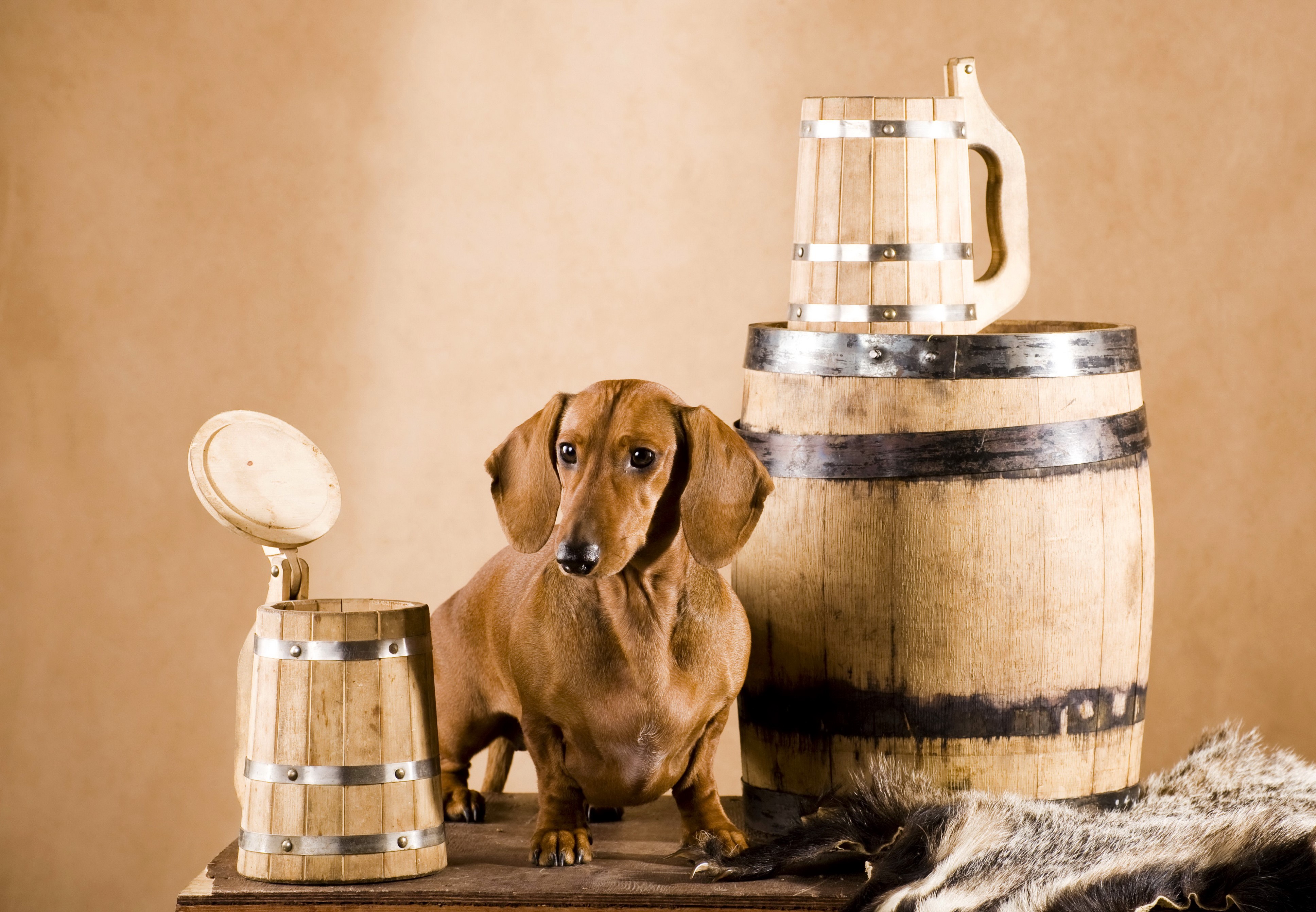 Dachshund with Beer Mugs and Barrel HD Wallpaper