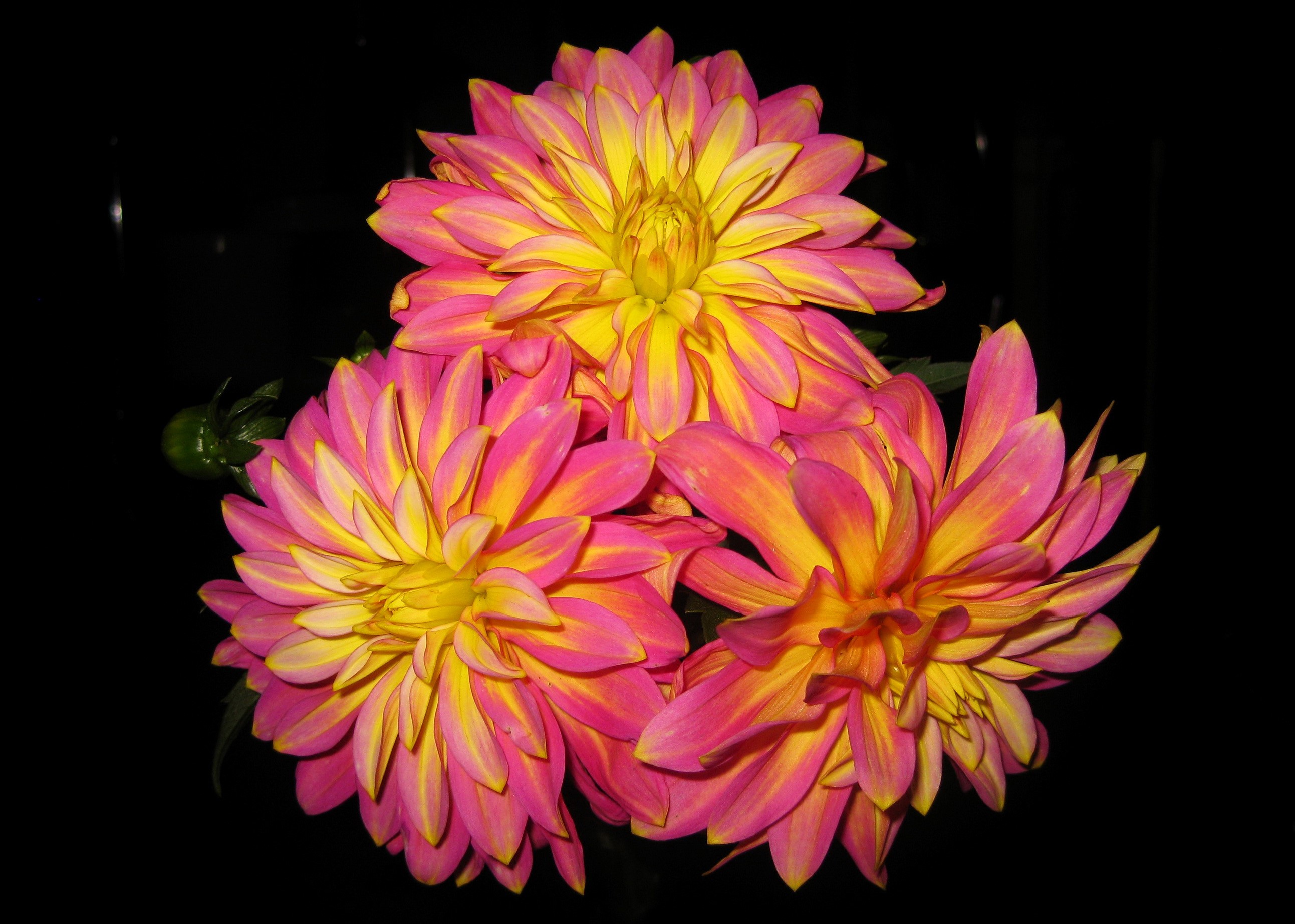 Pink and yellow dahlias against a black background HD Wallpaper
