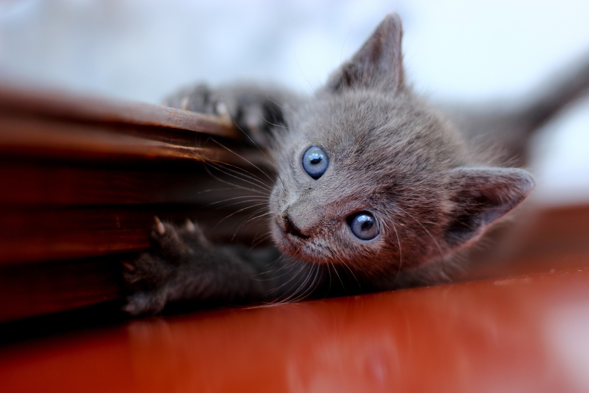 A grey kitten with blue eyes looks up HD Wallpaper