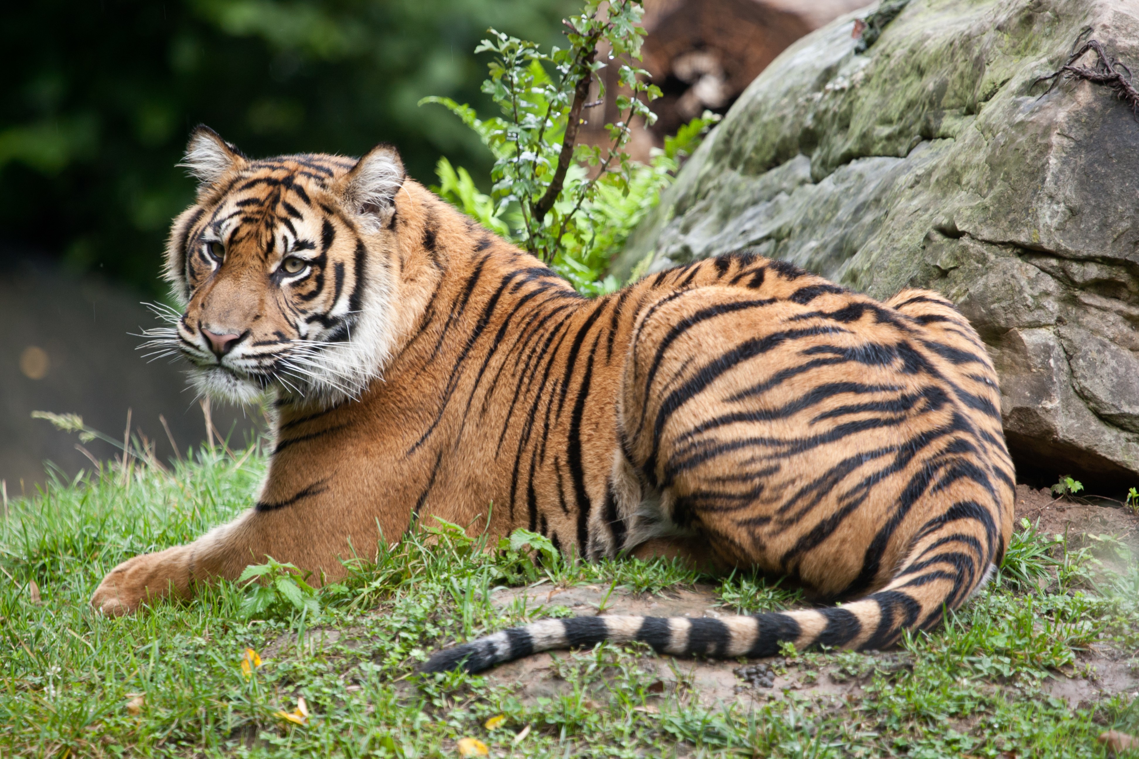 Tiger lying on grass HD Wallpaper