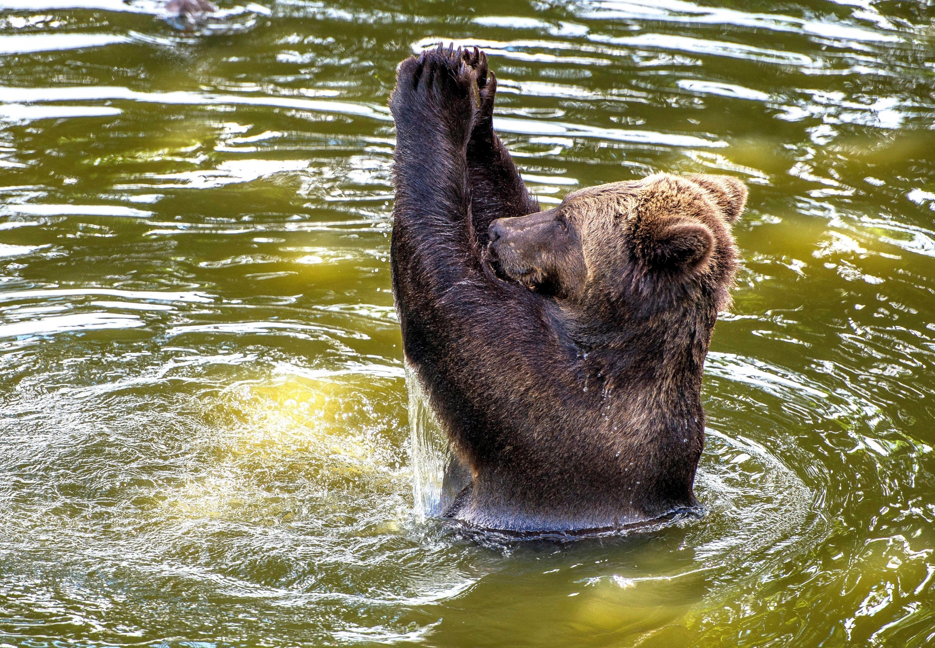 Brown bear standing in murky water with paws raised HD Wallpaper