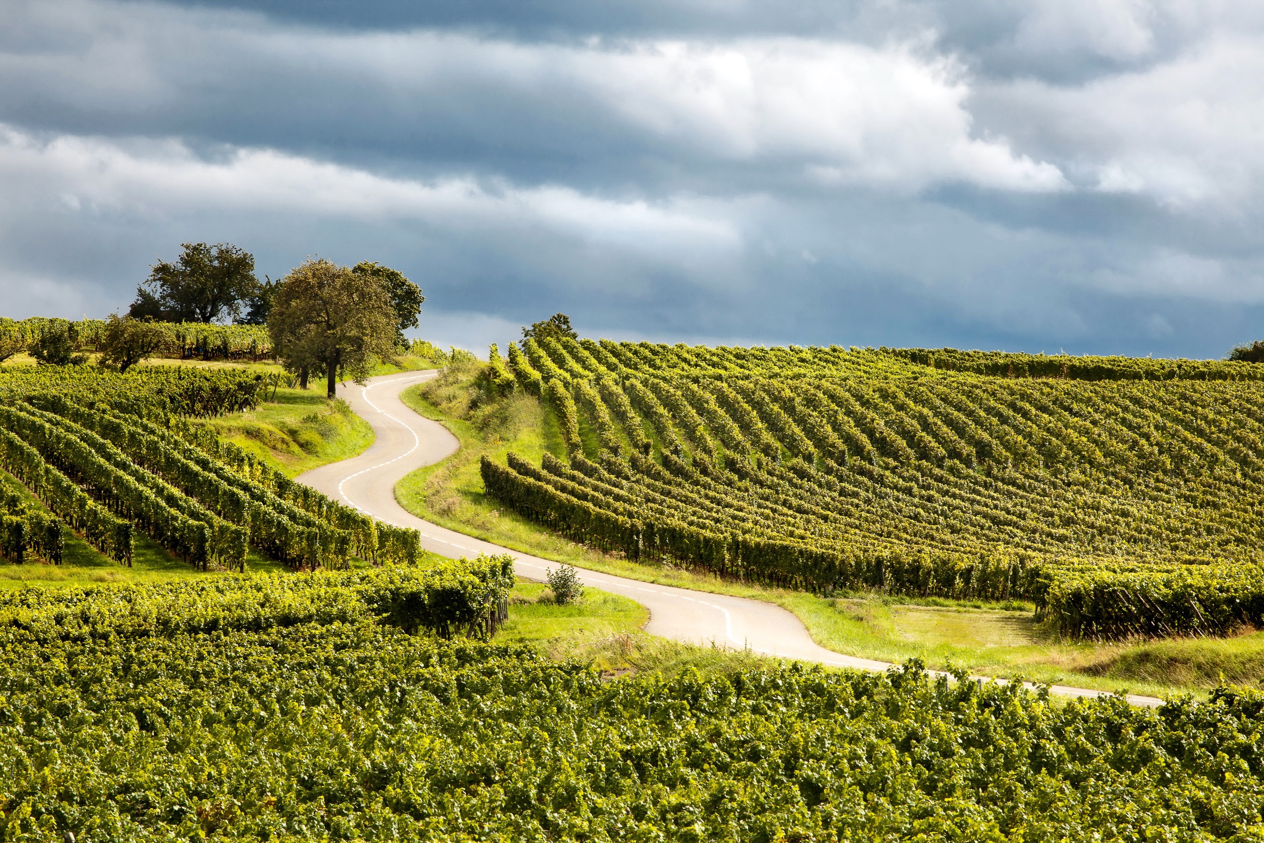 Winding road through a vineyard under a cloudy sky HD Wallpaper