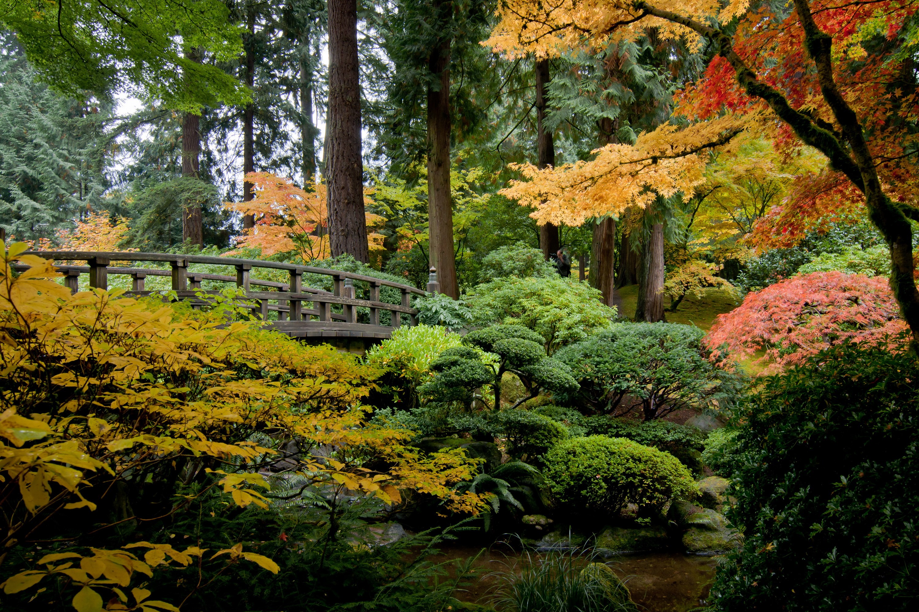 Japanese Garden Bridge in Autumn HD Wallpaper
