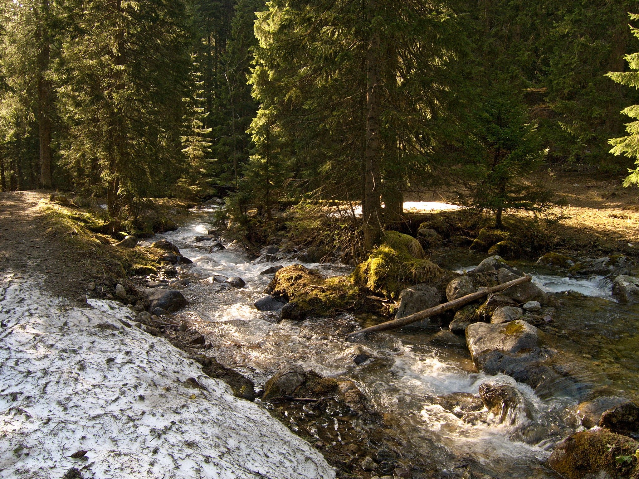 Stream flowing through a forest in Slovakia HD Wallpaper