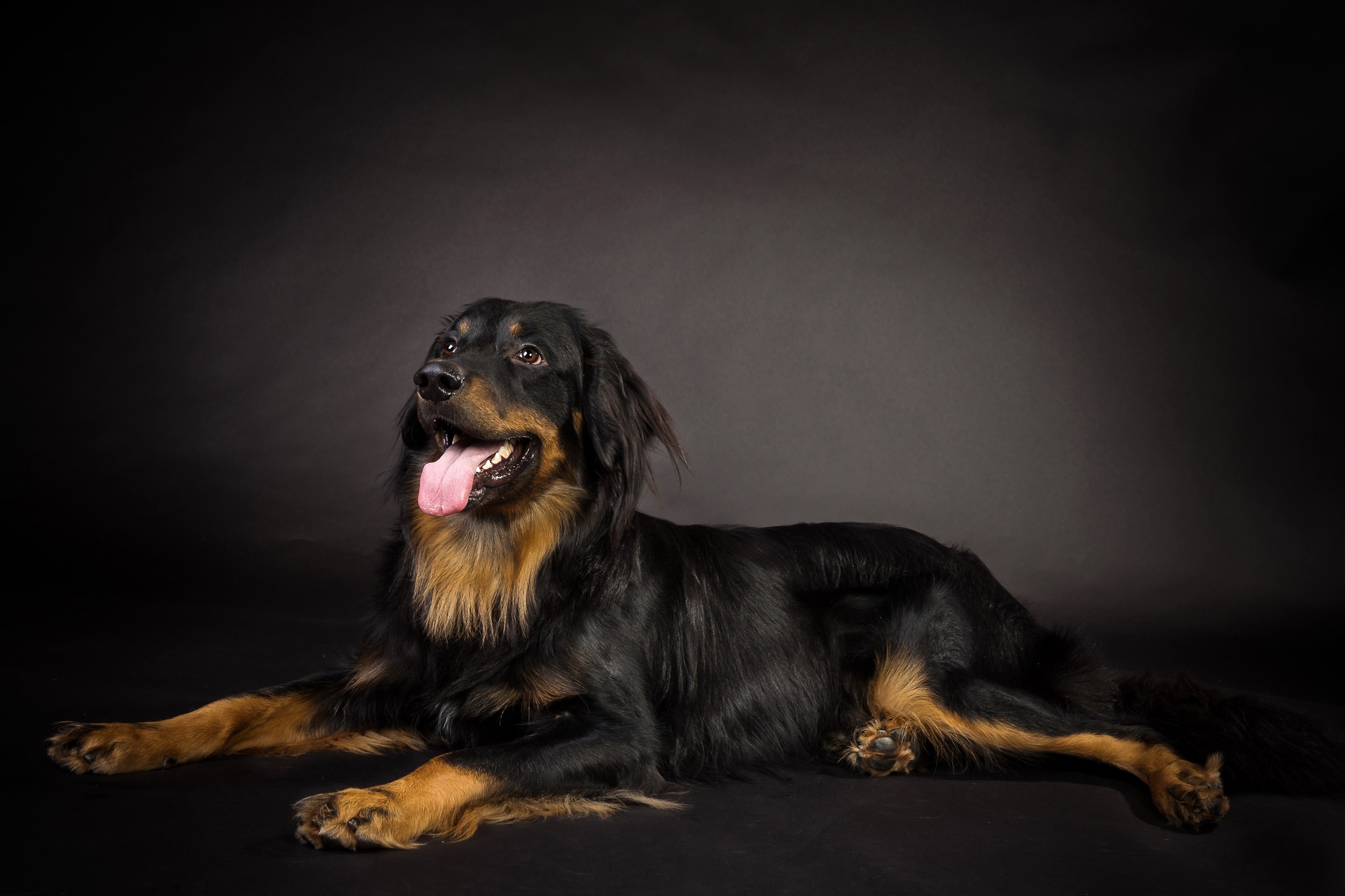 Black and tan Hovawart dog lying down HD Wallpaper