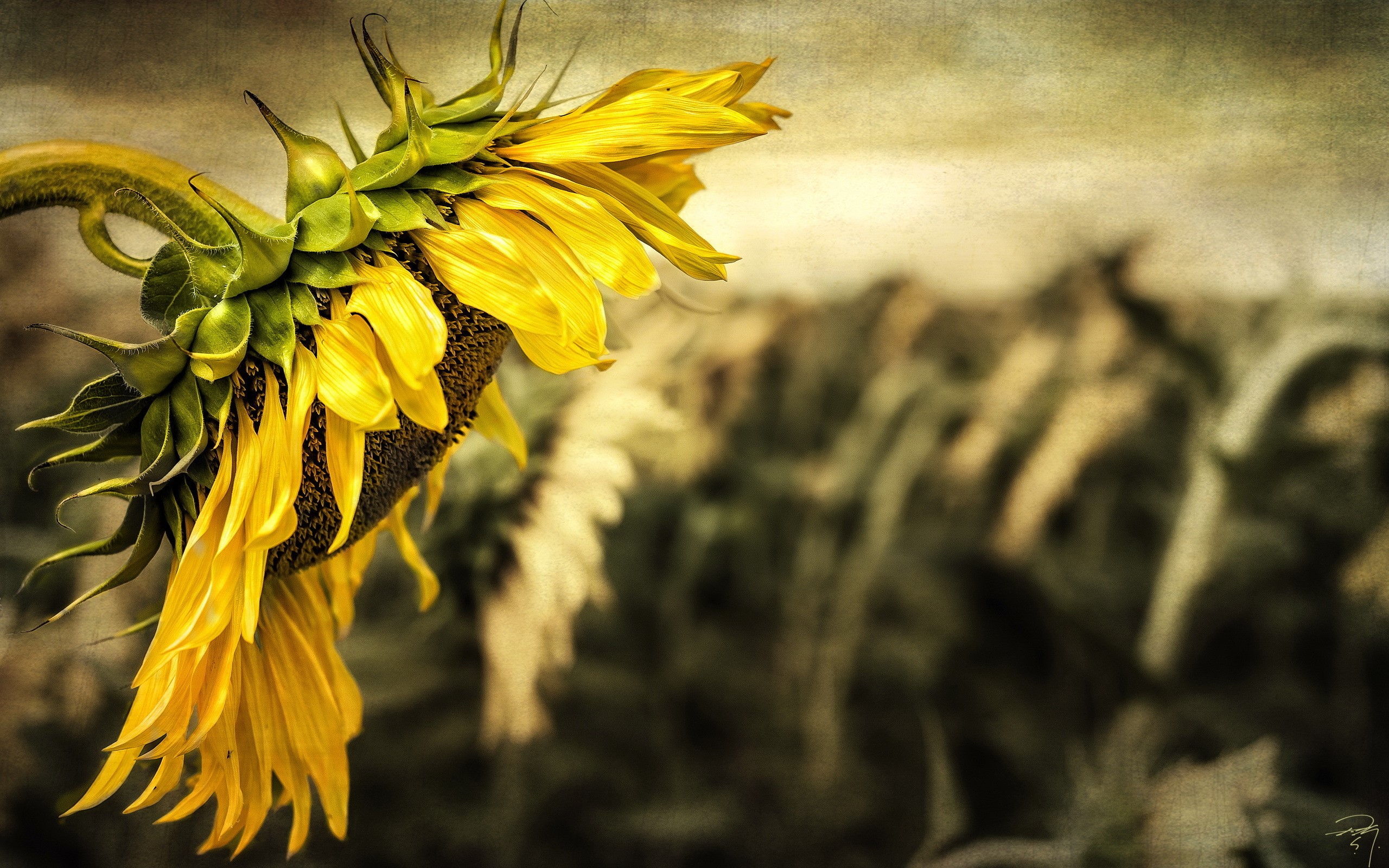 Close-up of a drooping sunflower in a field HD Wallpaper